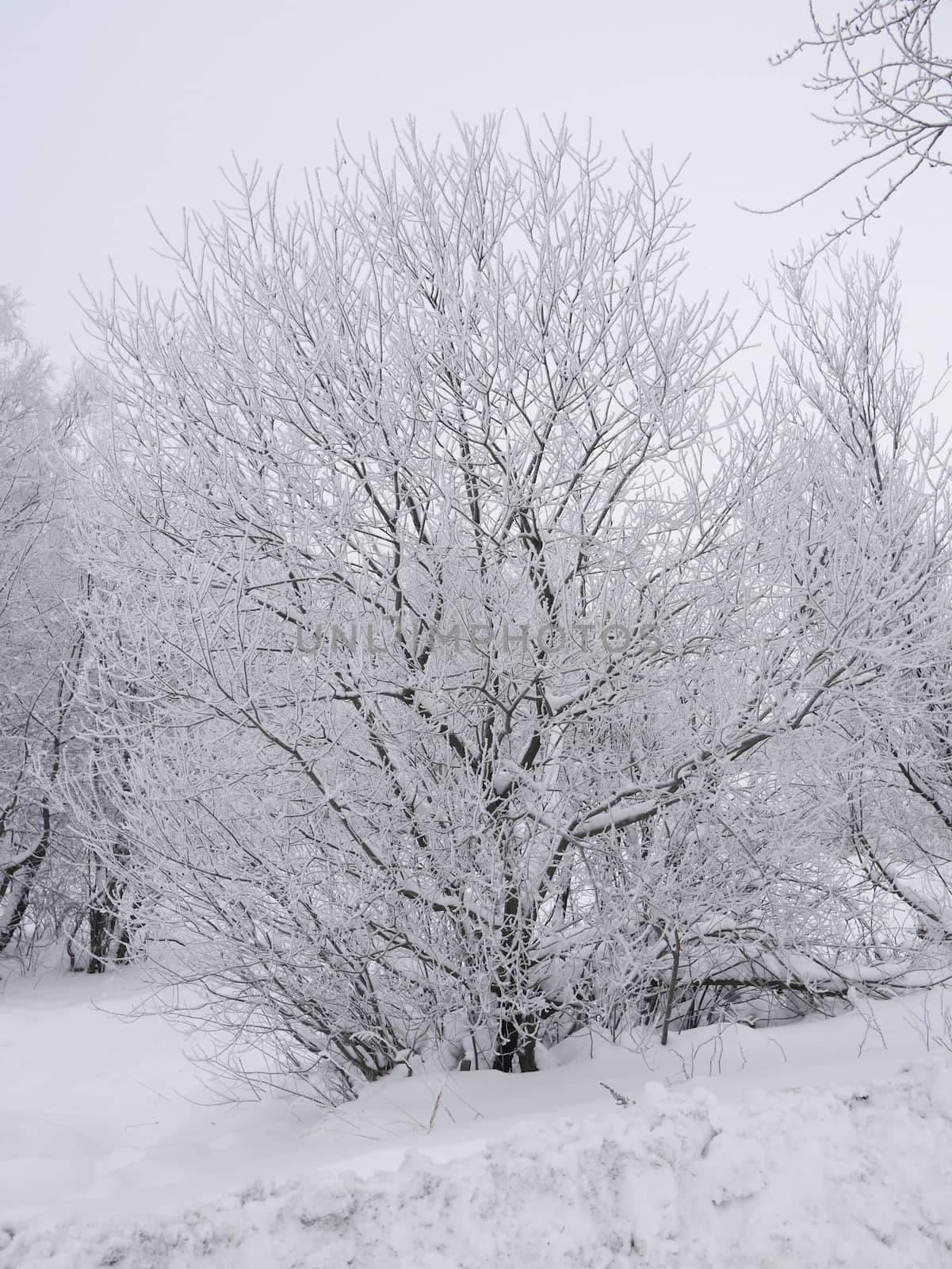 winter landscape