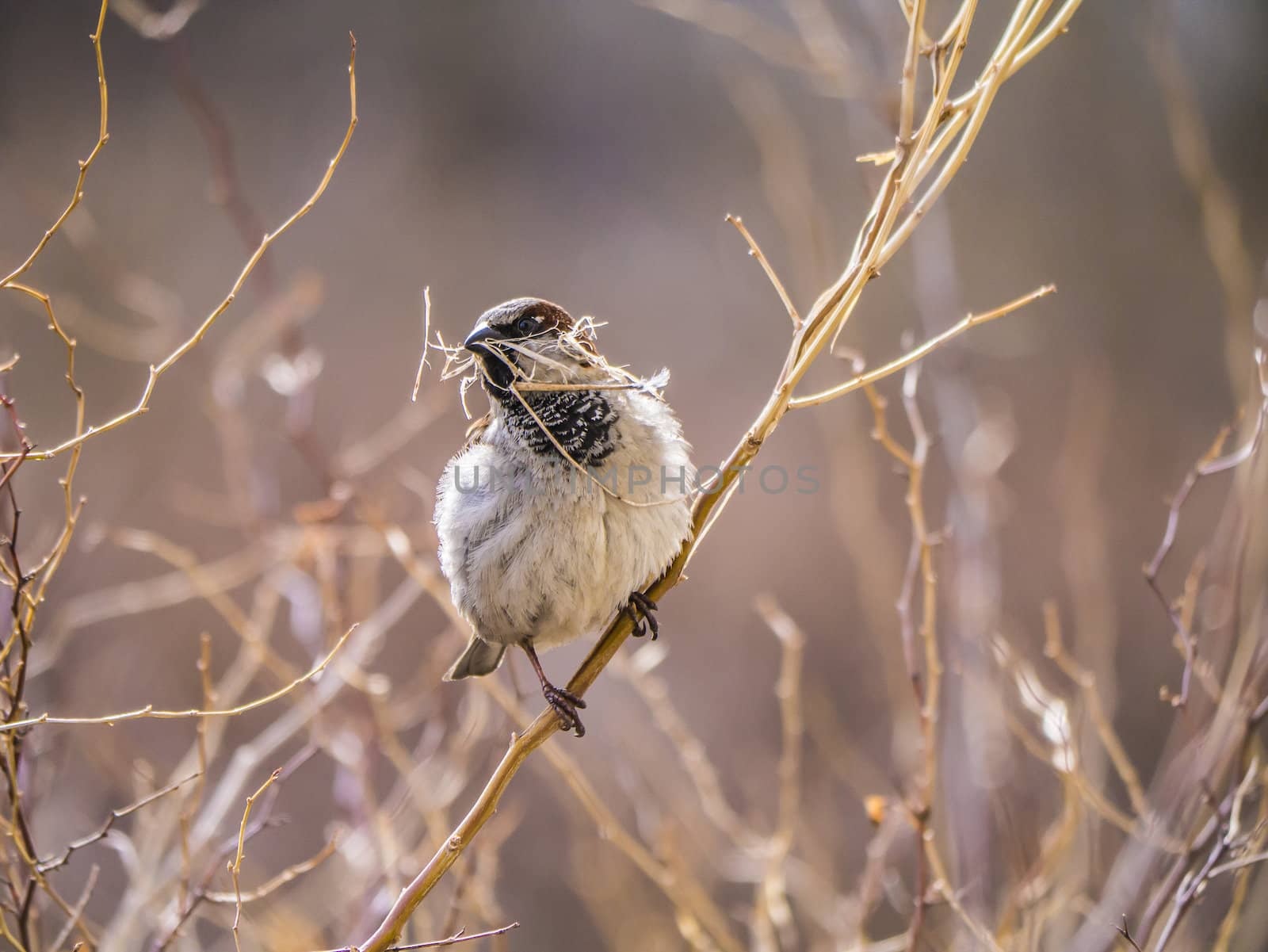 Sparrow on a branch