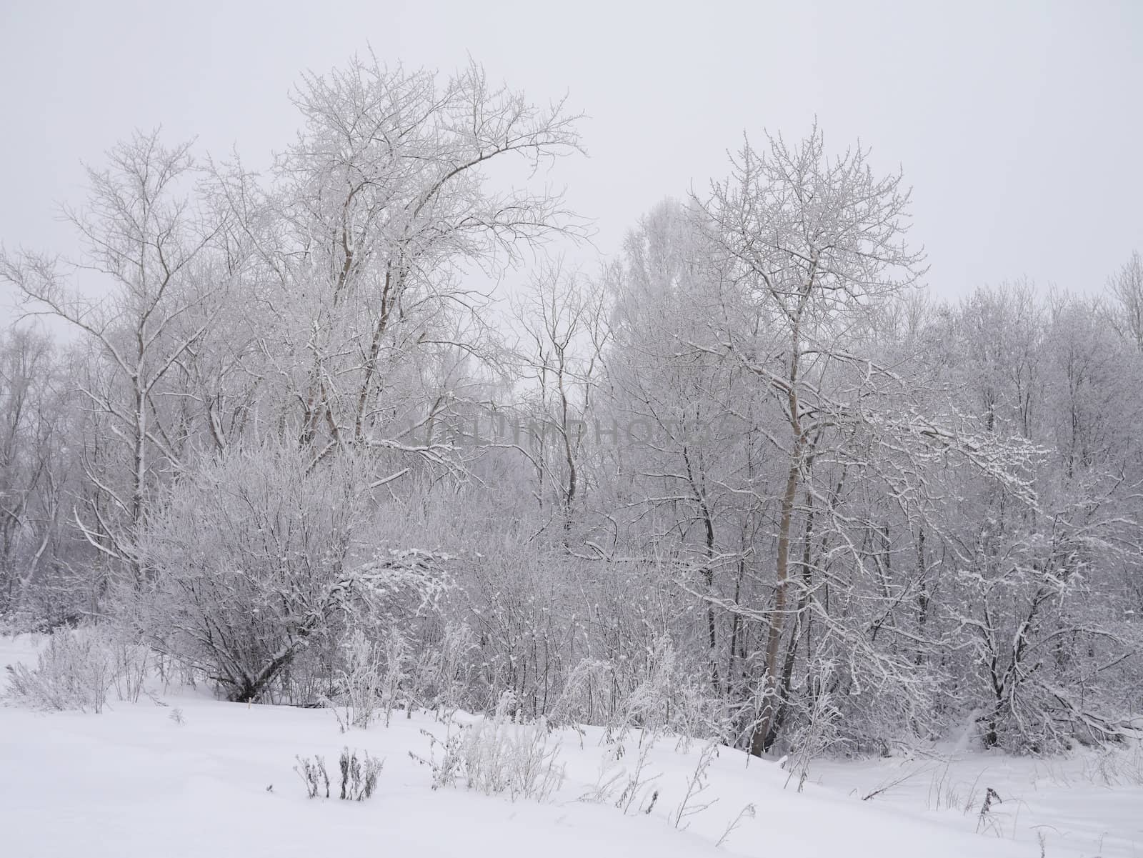 winter landscape