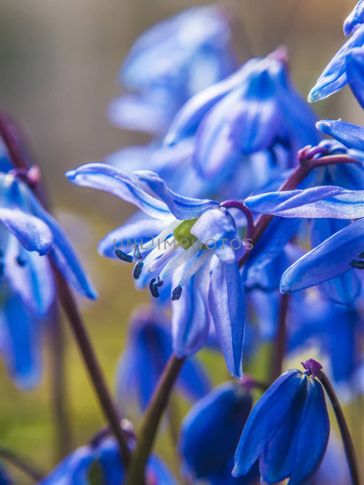 flowers bells