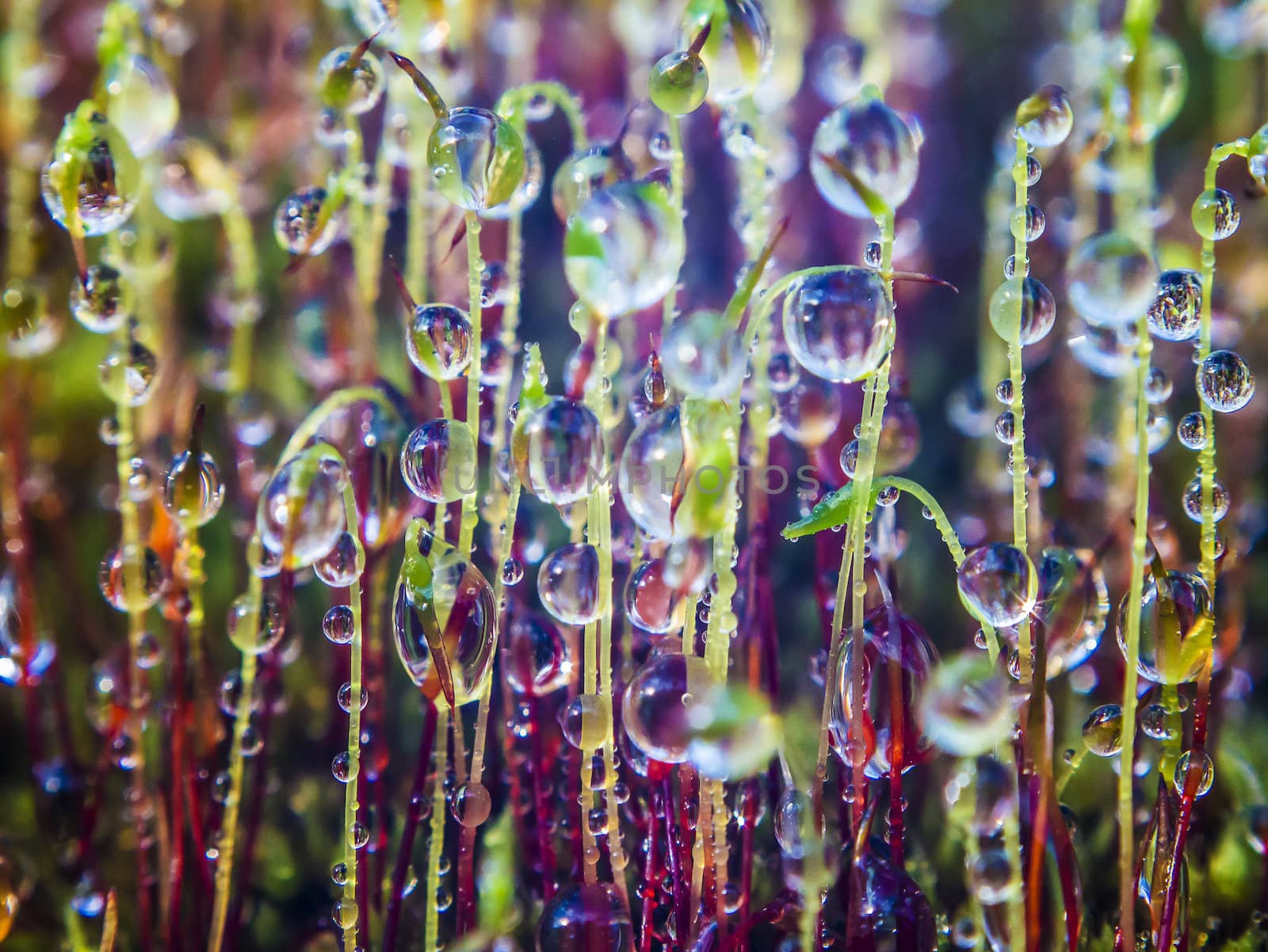 drops on moss