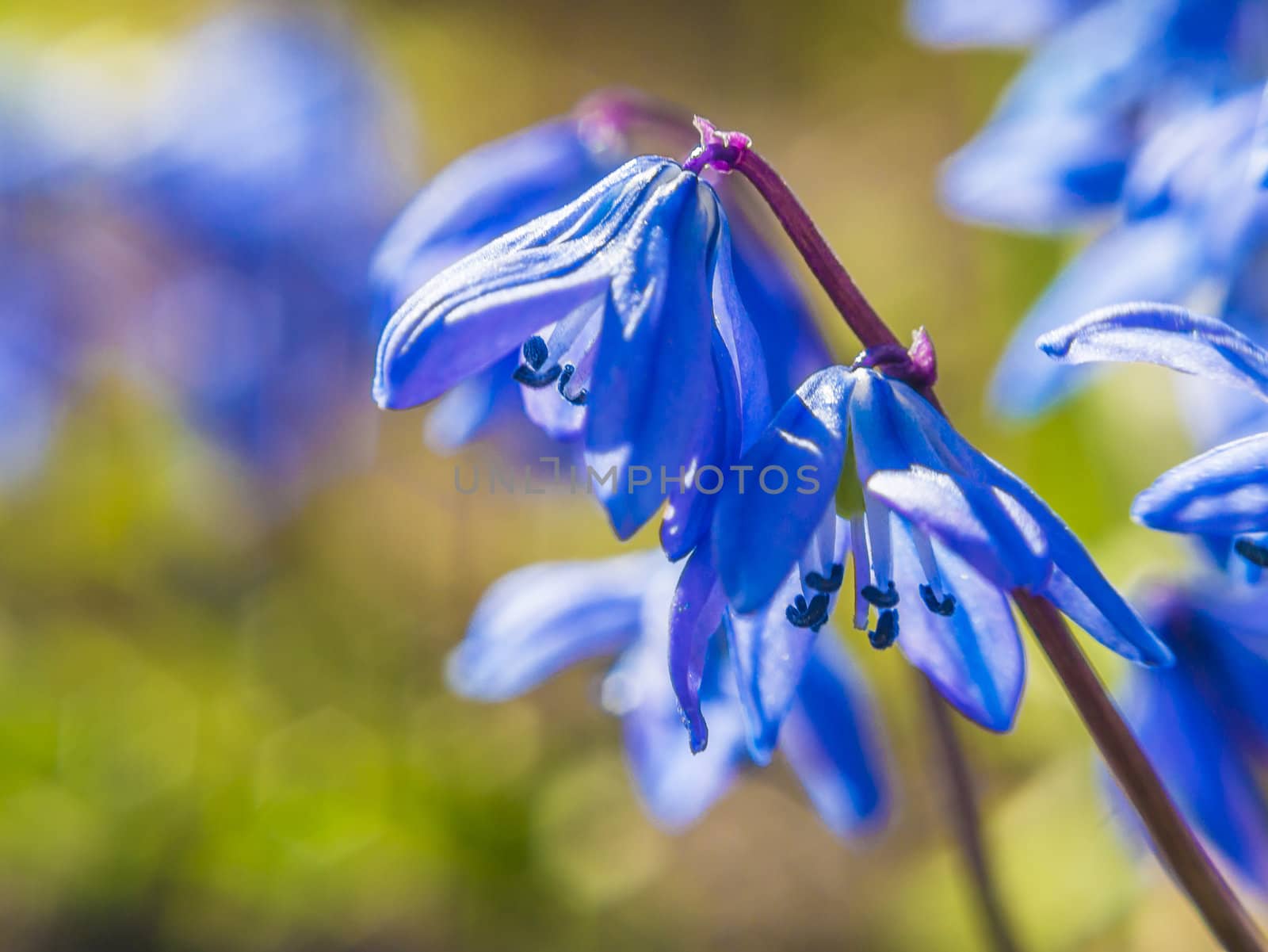 flowers bells