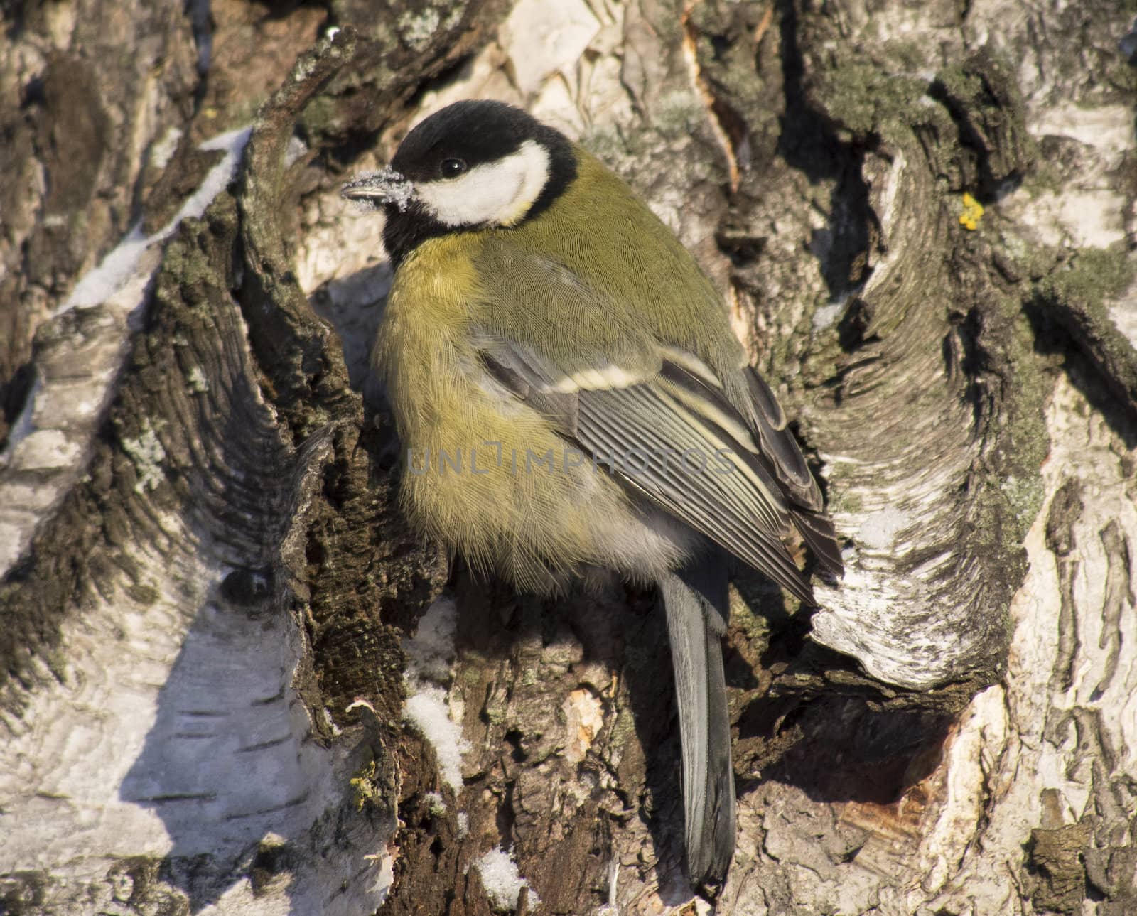 Tit on birch trunk