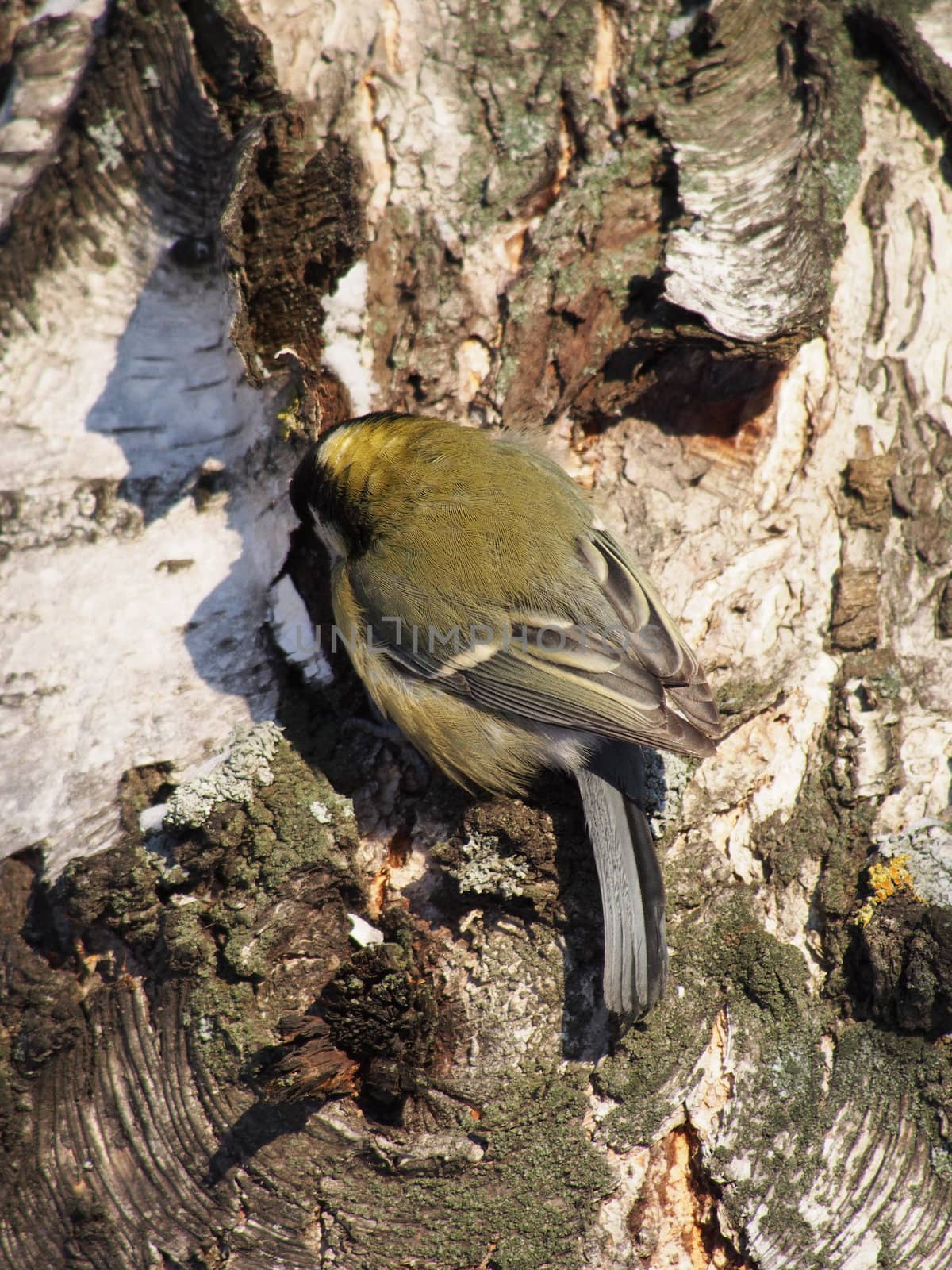 titmouse on a birch