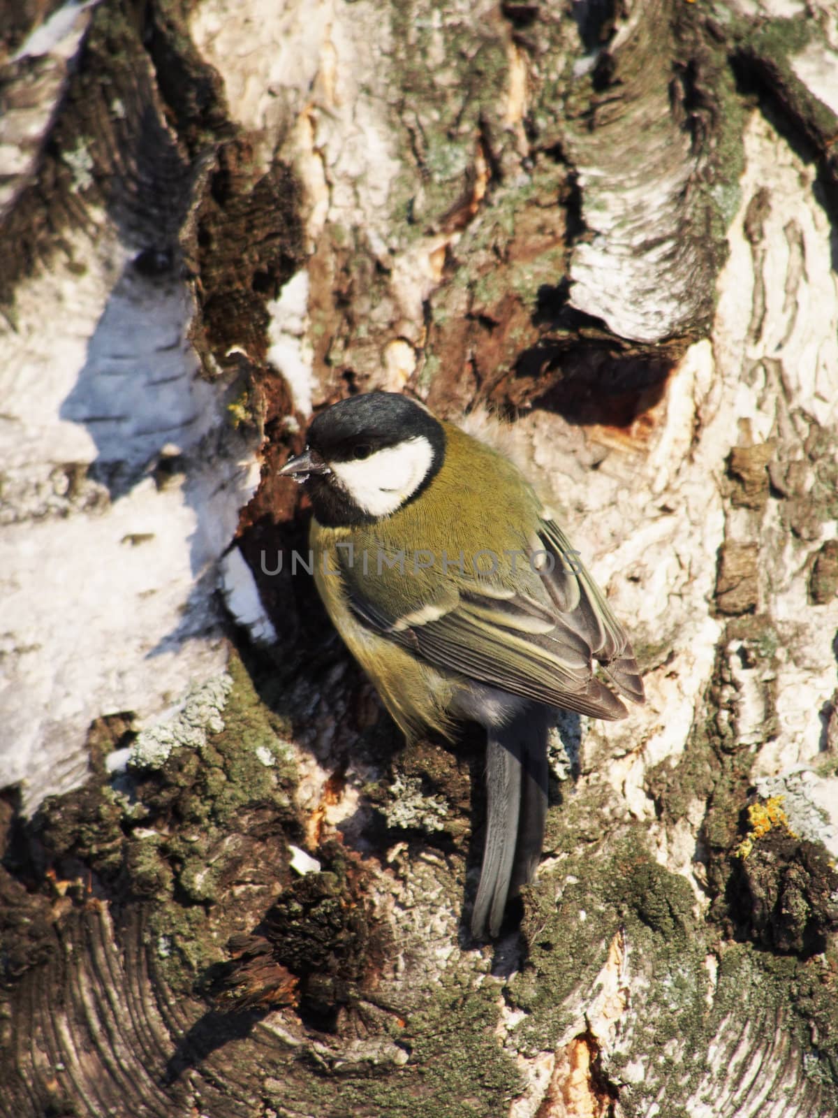 titmouse on a birch