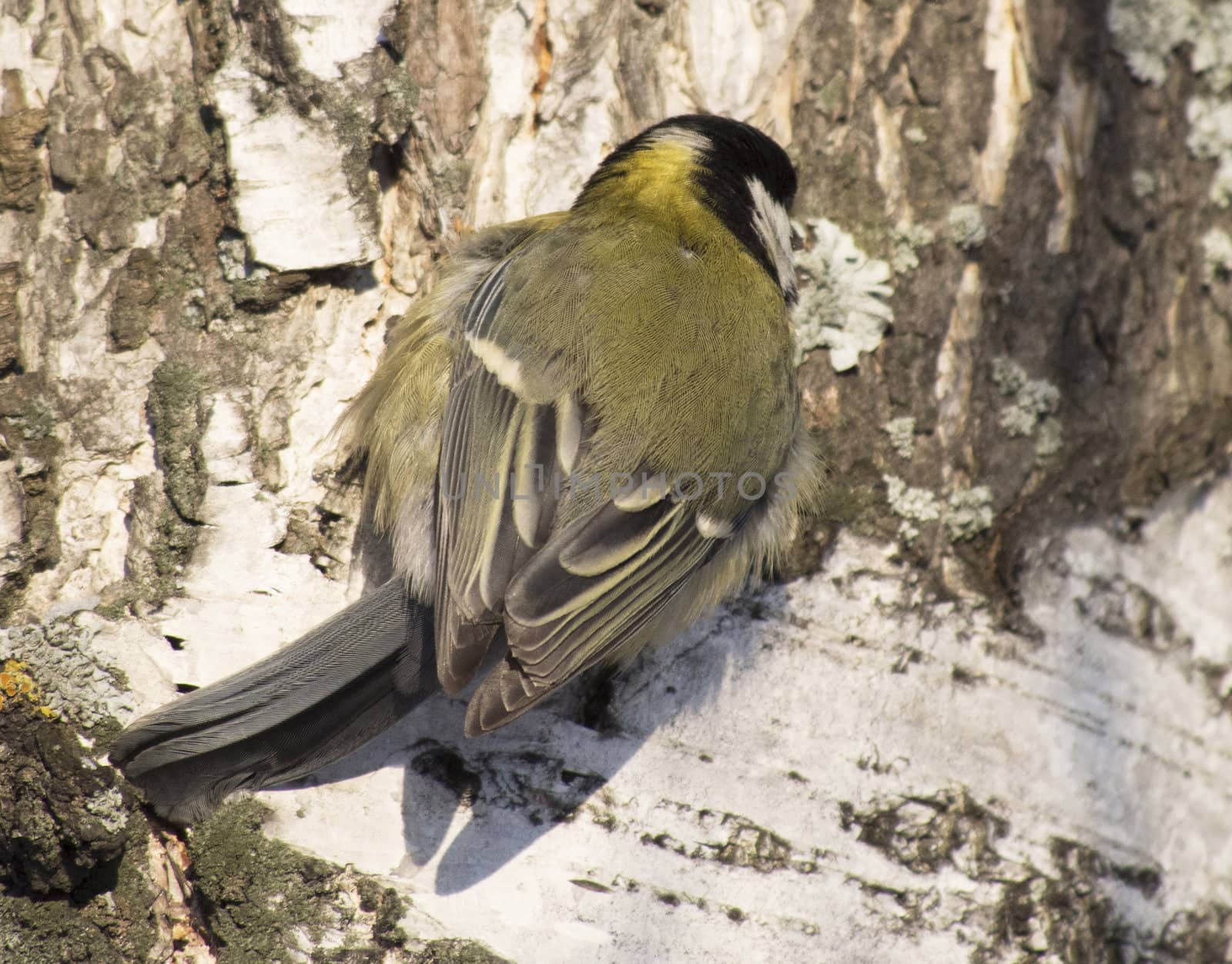 Tit on birch trunk