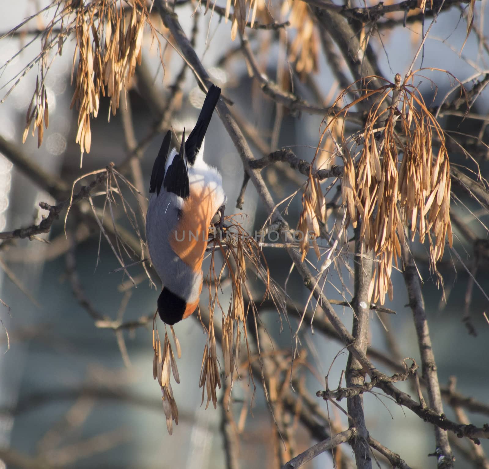 Bullfinch on branch