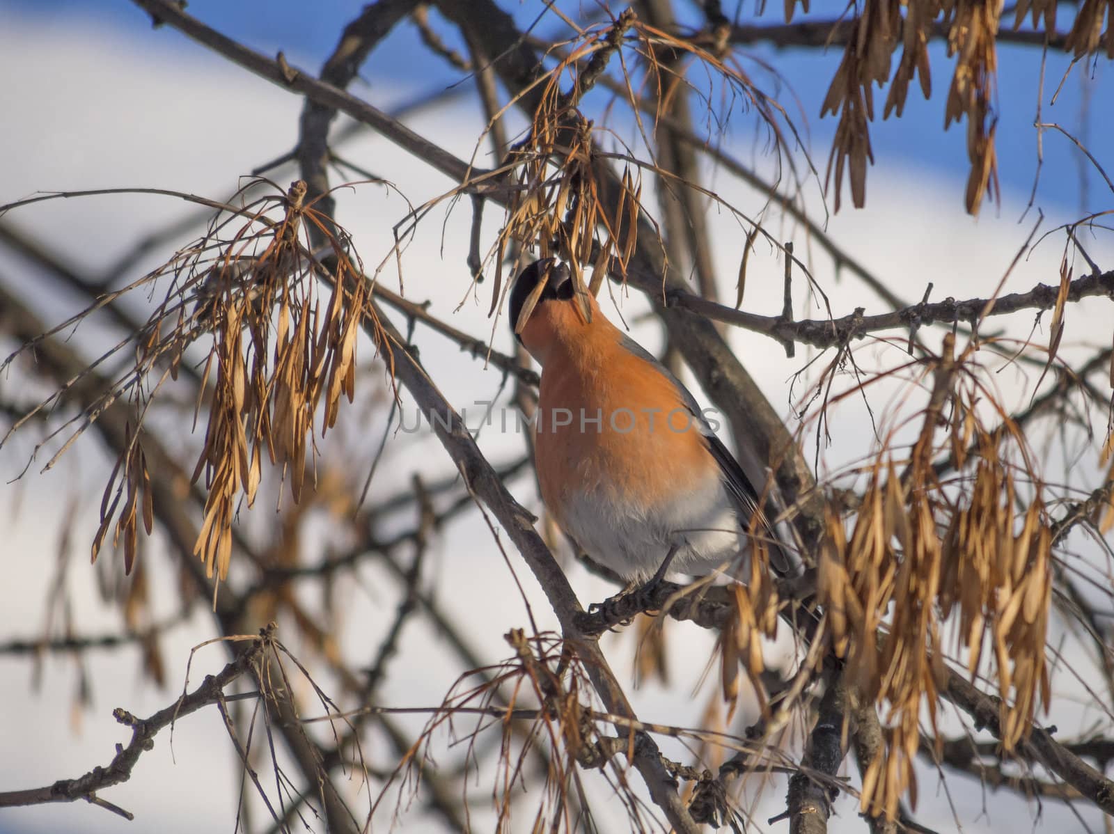 Bullfinch on branch