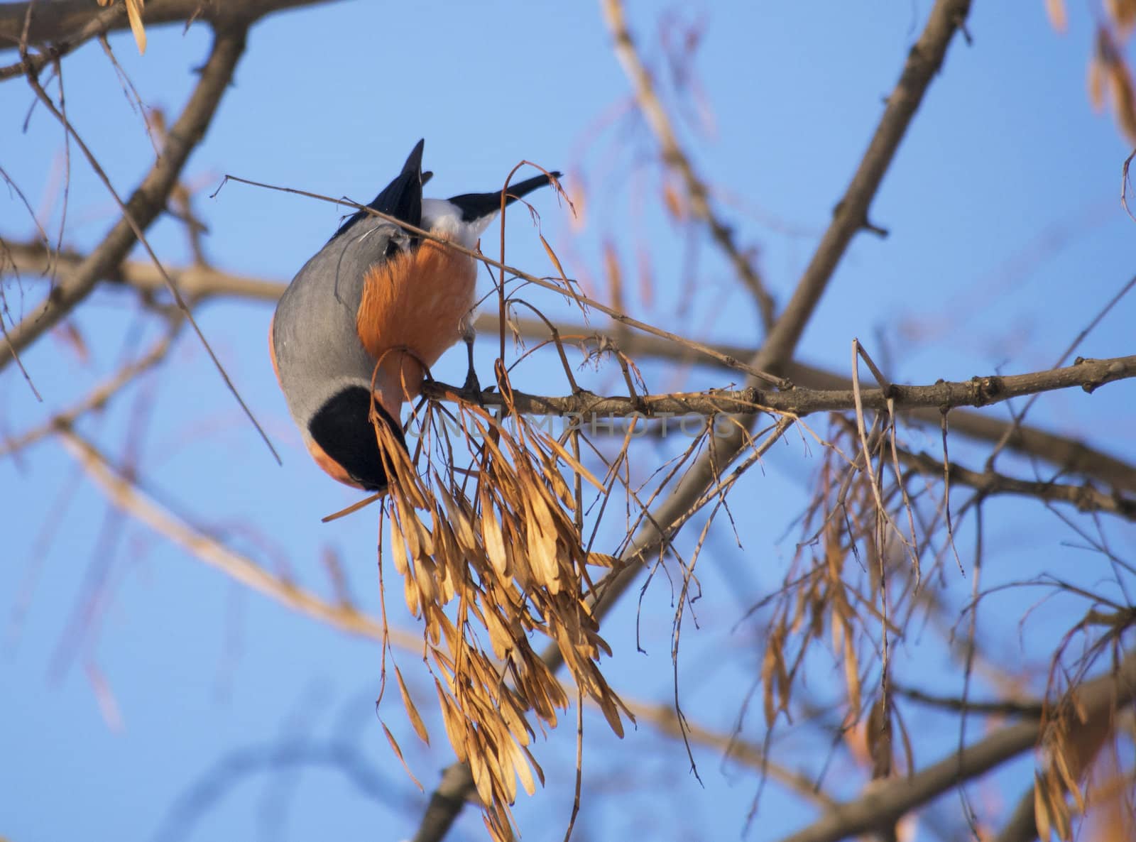 Bullfinch on branch