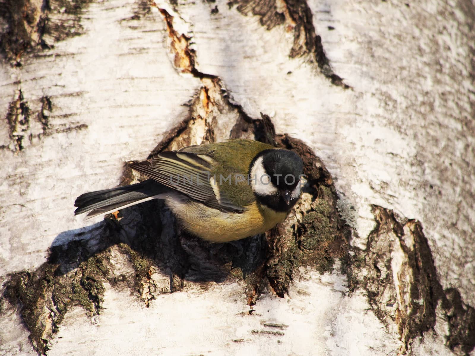 titmouse on a birch