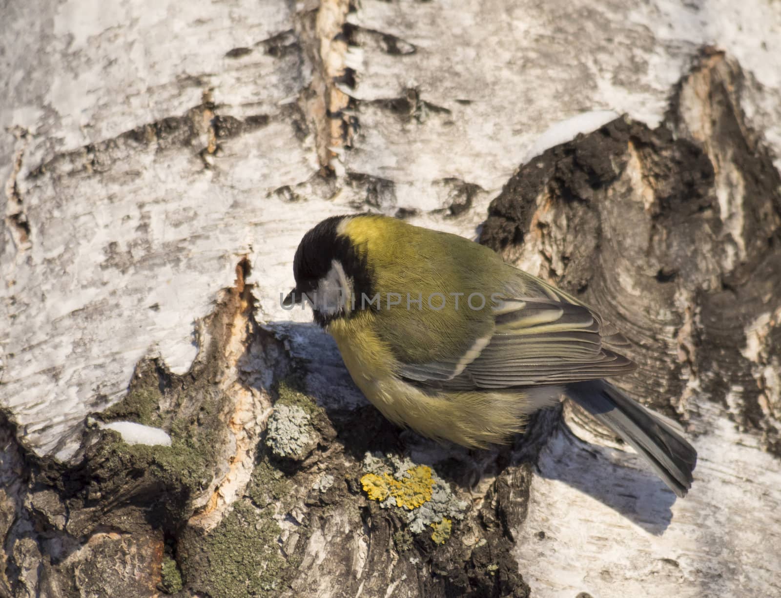 Tit on birch trunk