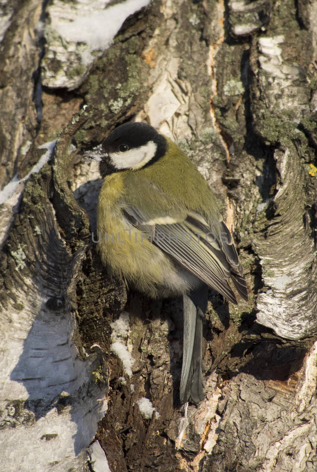 Tit on birch trunk
