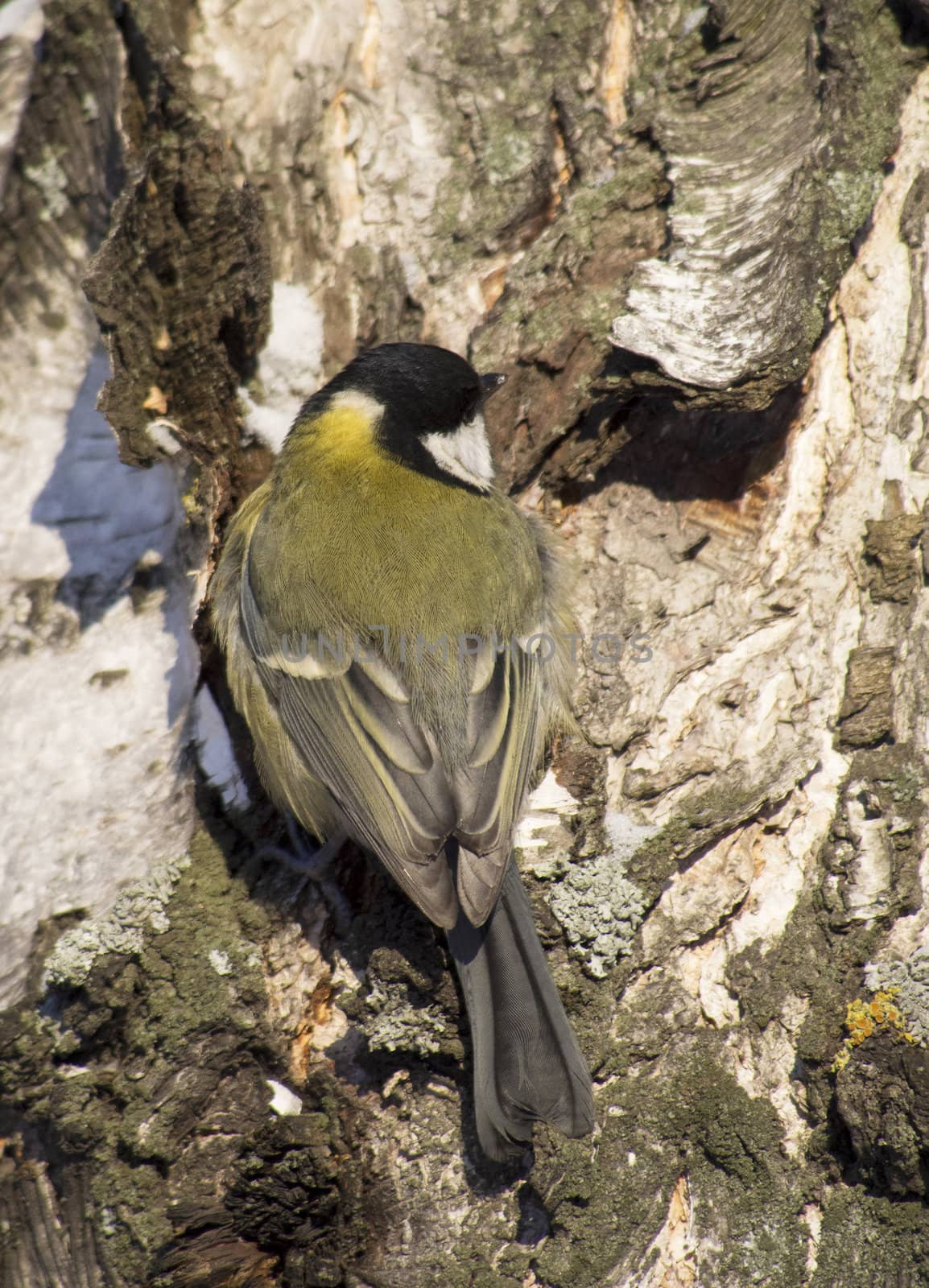 Tit on birch trunk