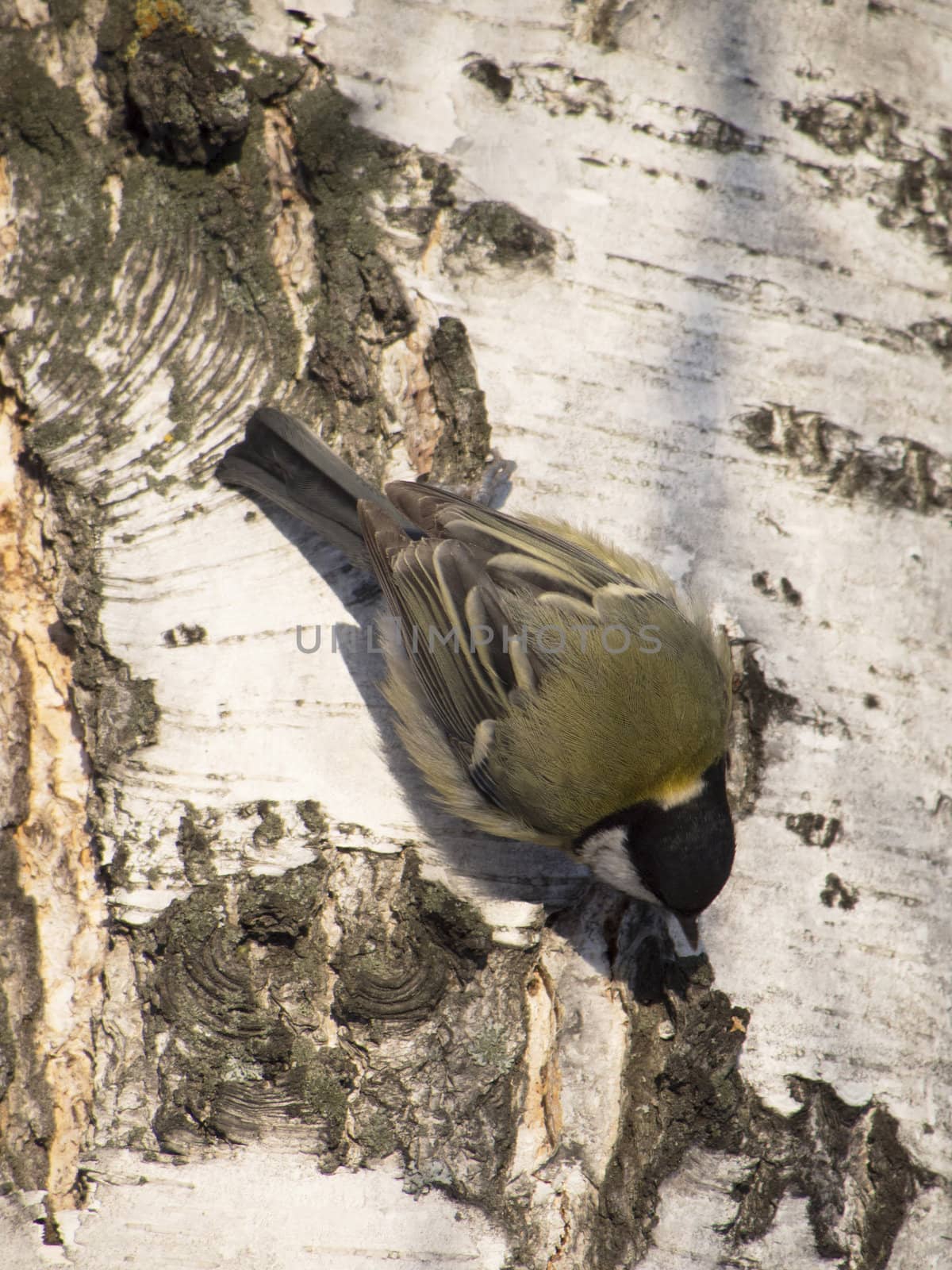 Tit on birch trunk