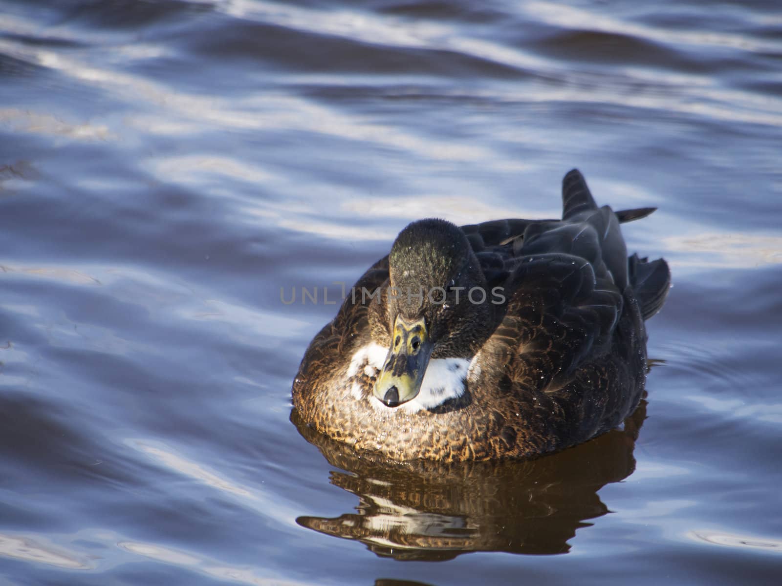 Ducks on the lake in winter