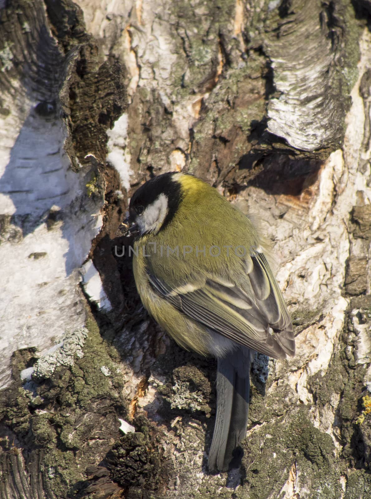Tit on birch trunk