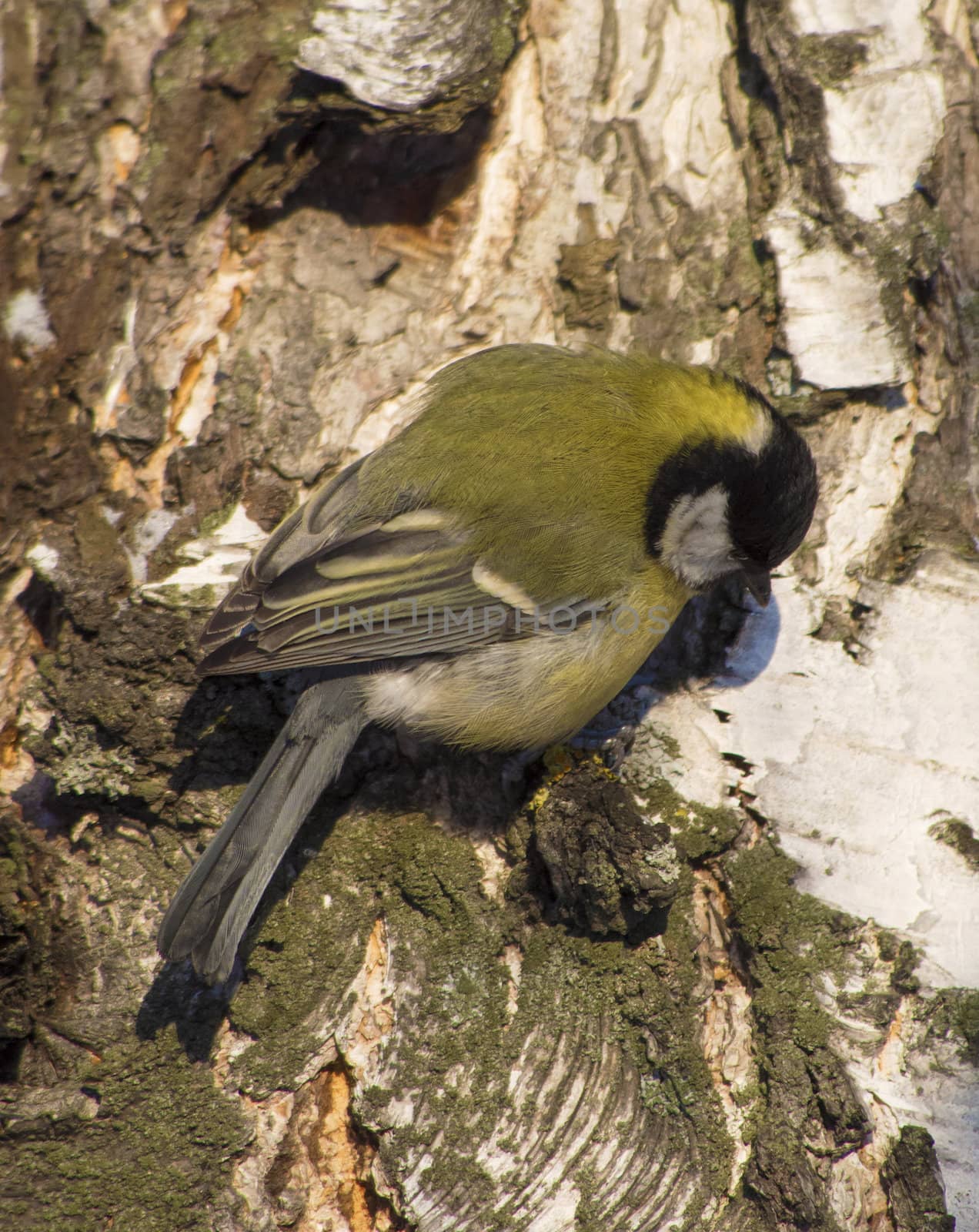 Tit on birch trunk