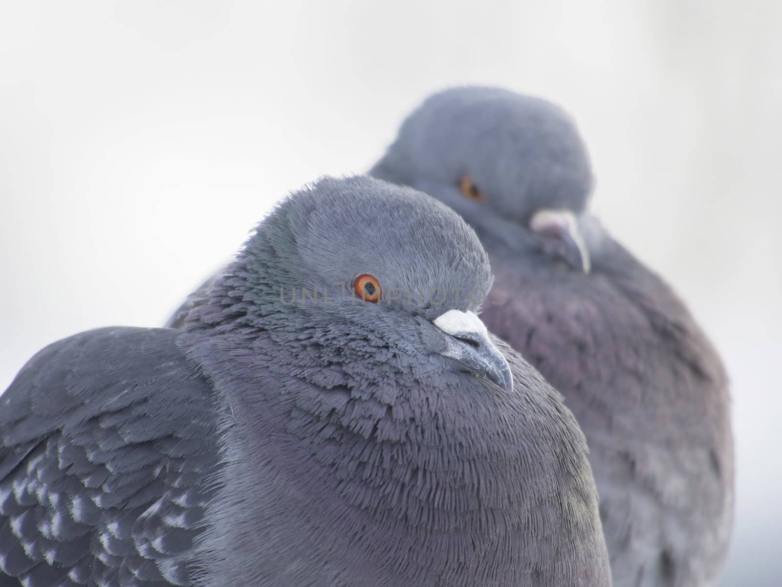 pigeons in winter on the lake by Enskanto