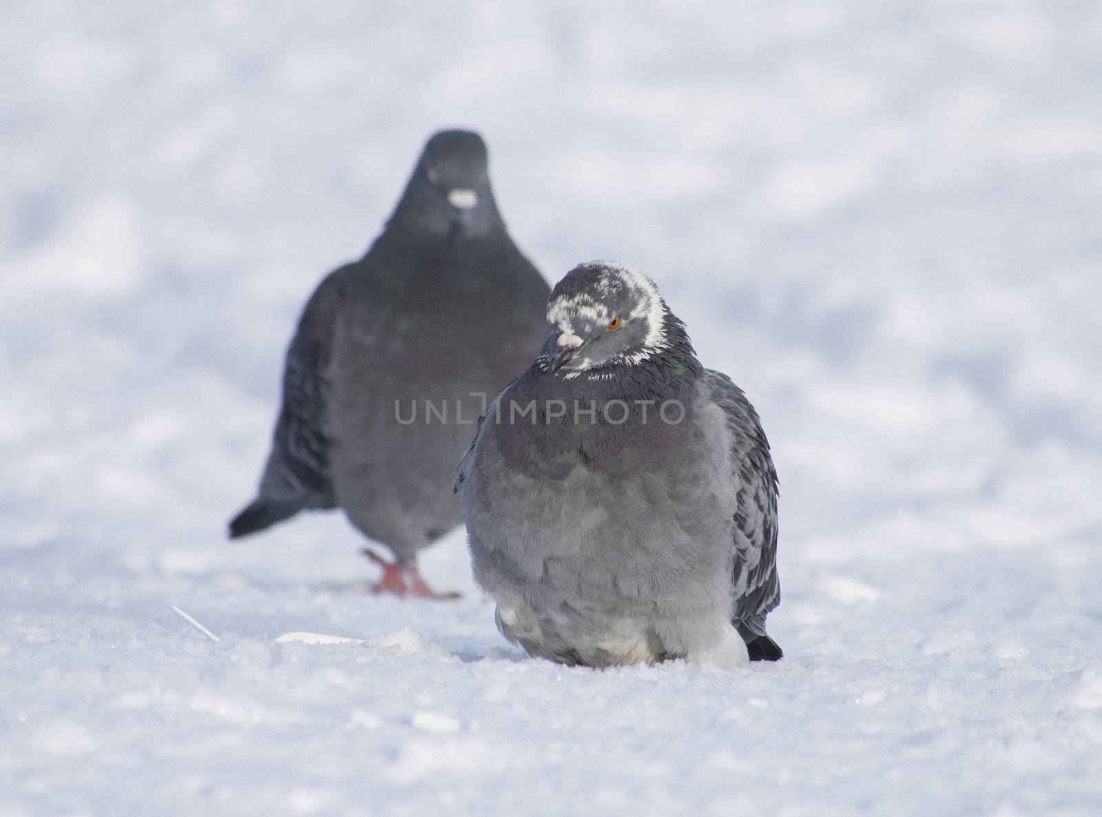 pigeons in winter on the lake