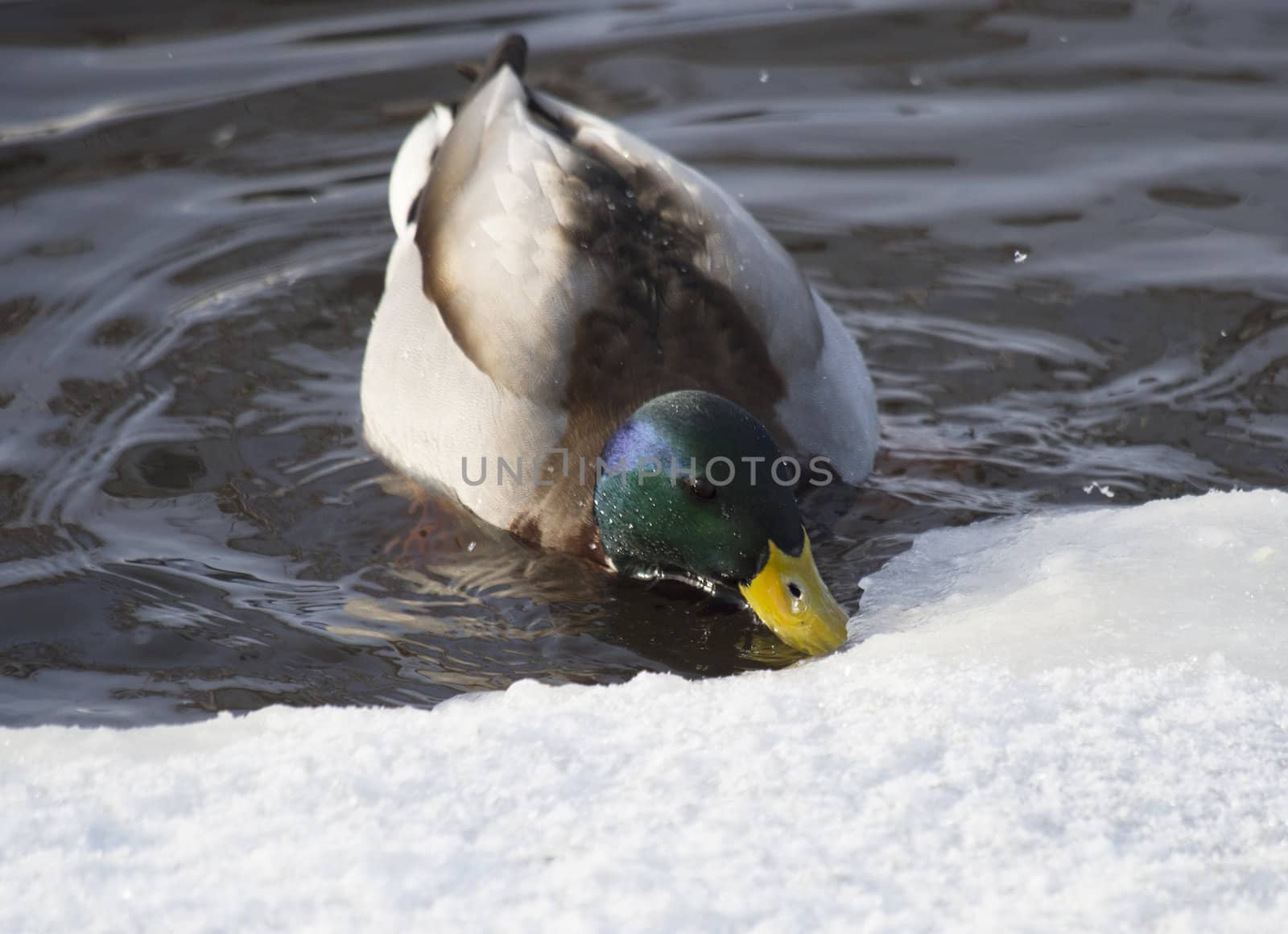Ducks on the lake in winter