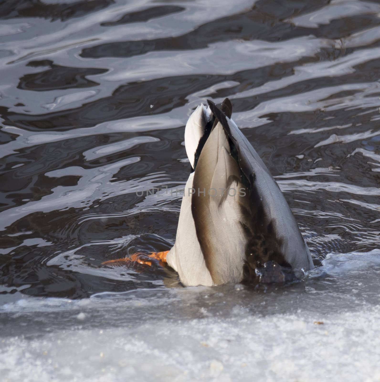 Ducks on the lake in winter