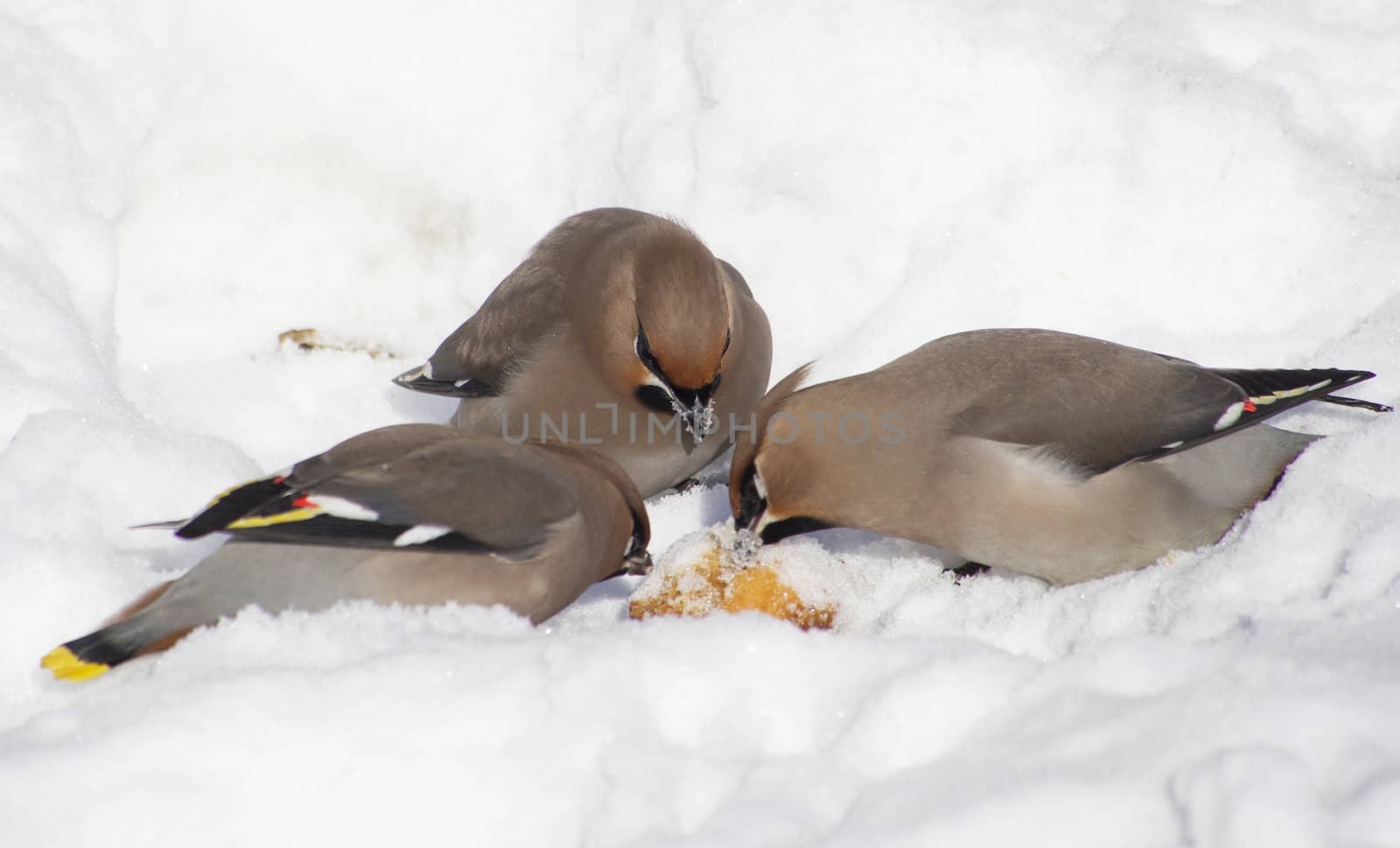 Waxwings in the snow