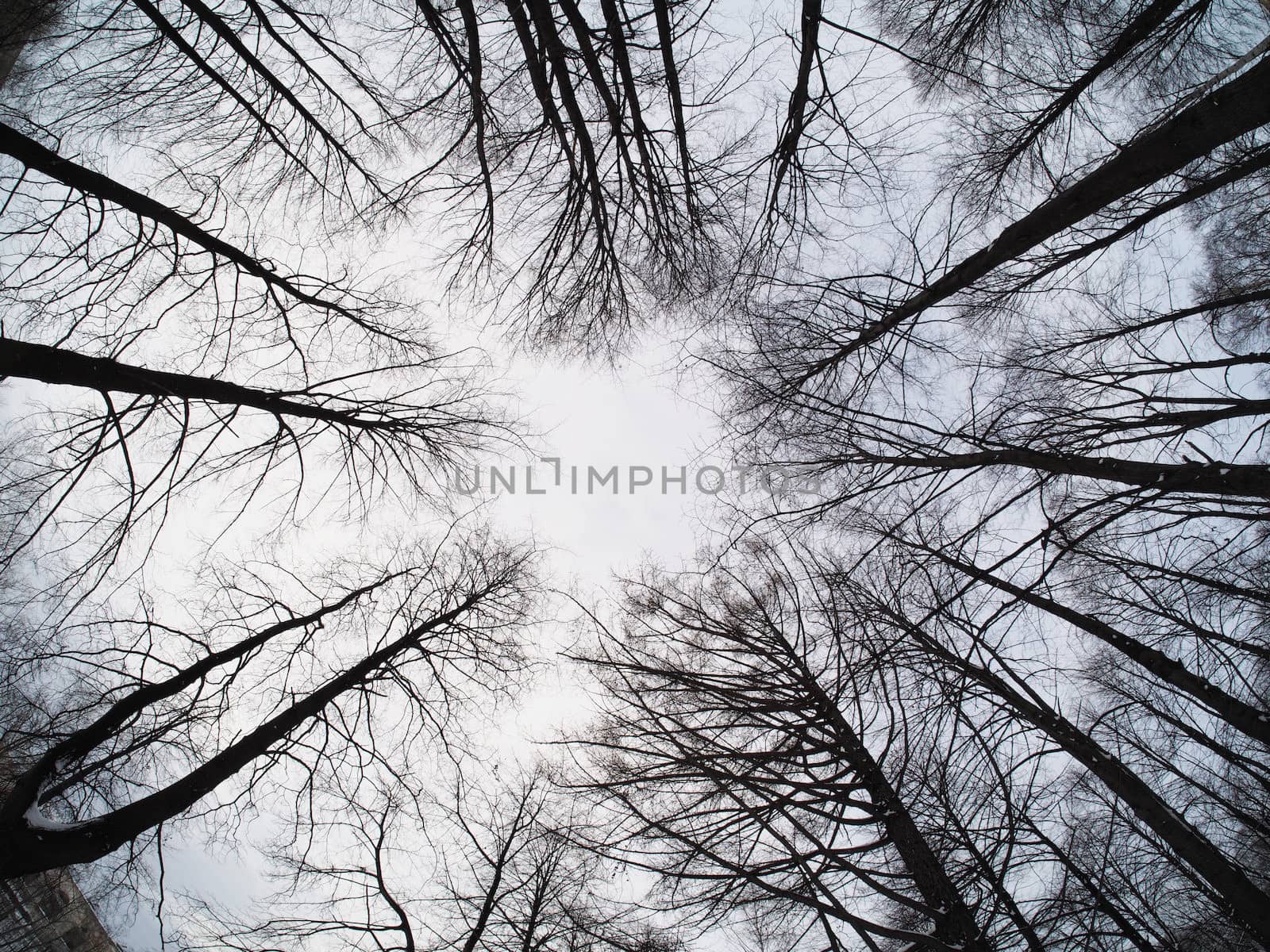trees
