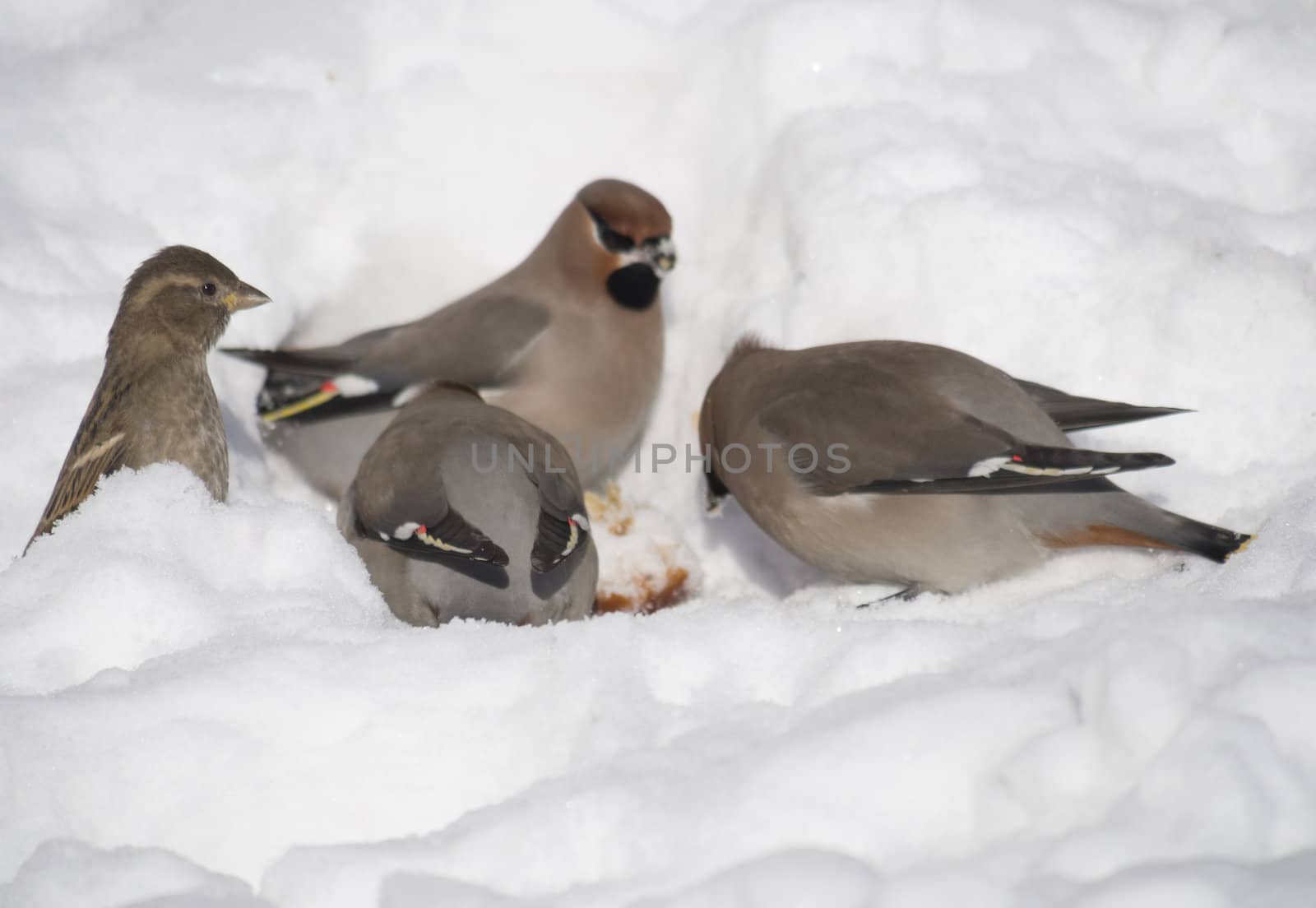 Waxwings in the snow