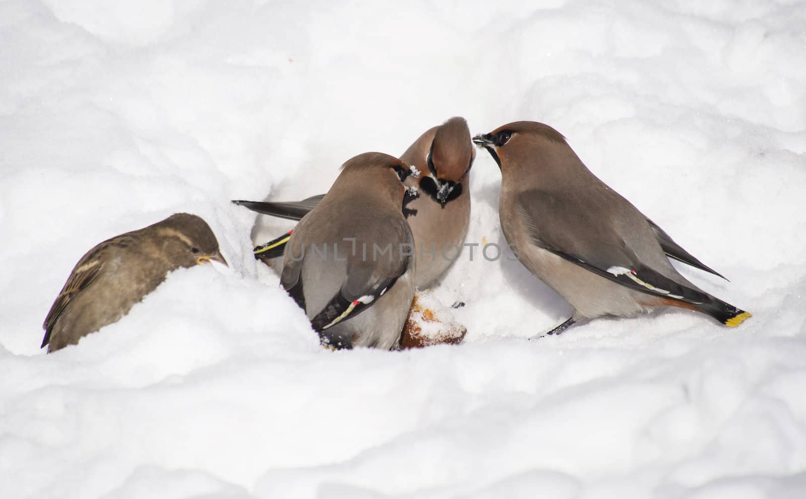 Waxwings in the snow