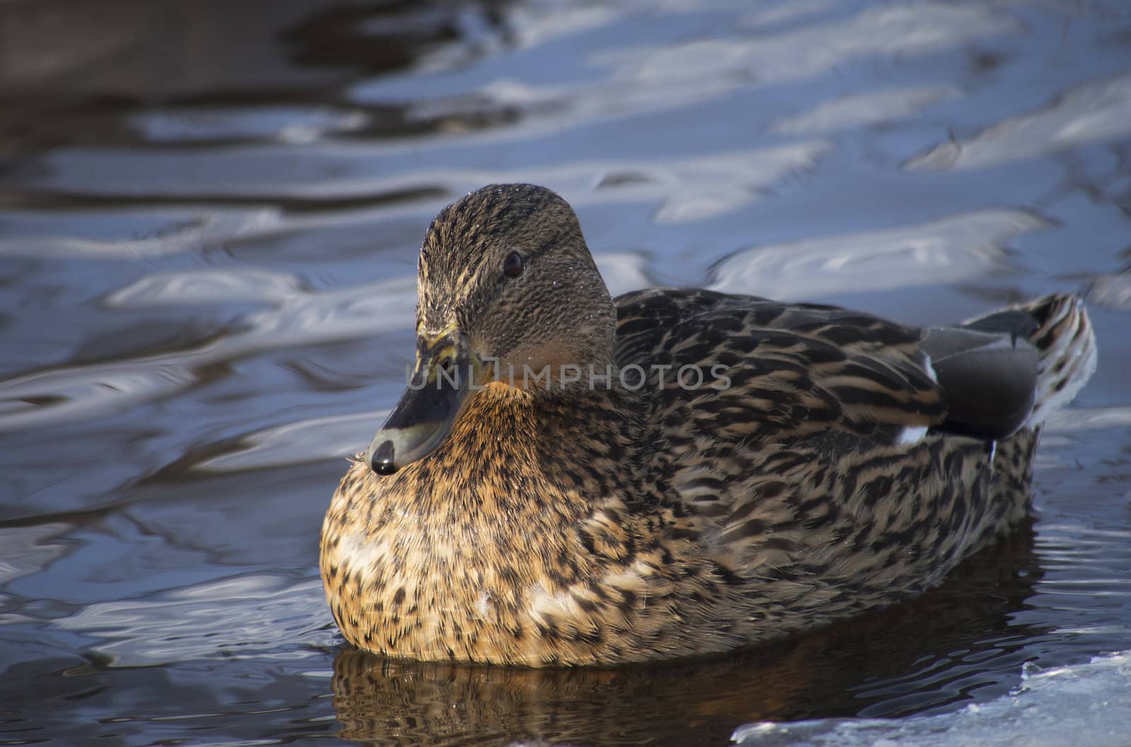 Ducks on the lake in winter