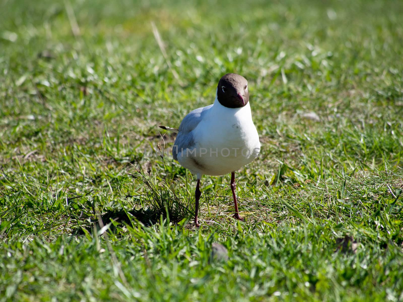 Seagull on the grass by Enskanto