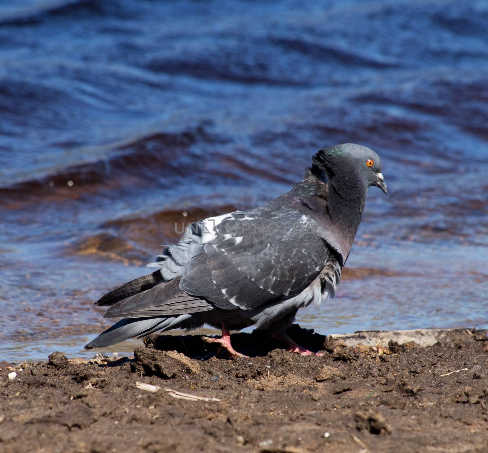 Pigeons on the lake