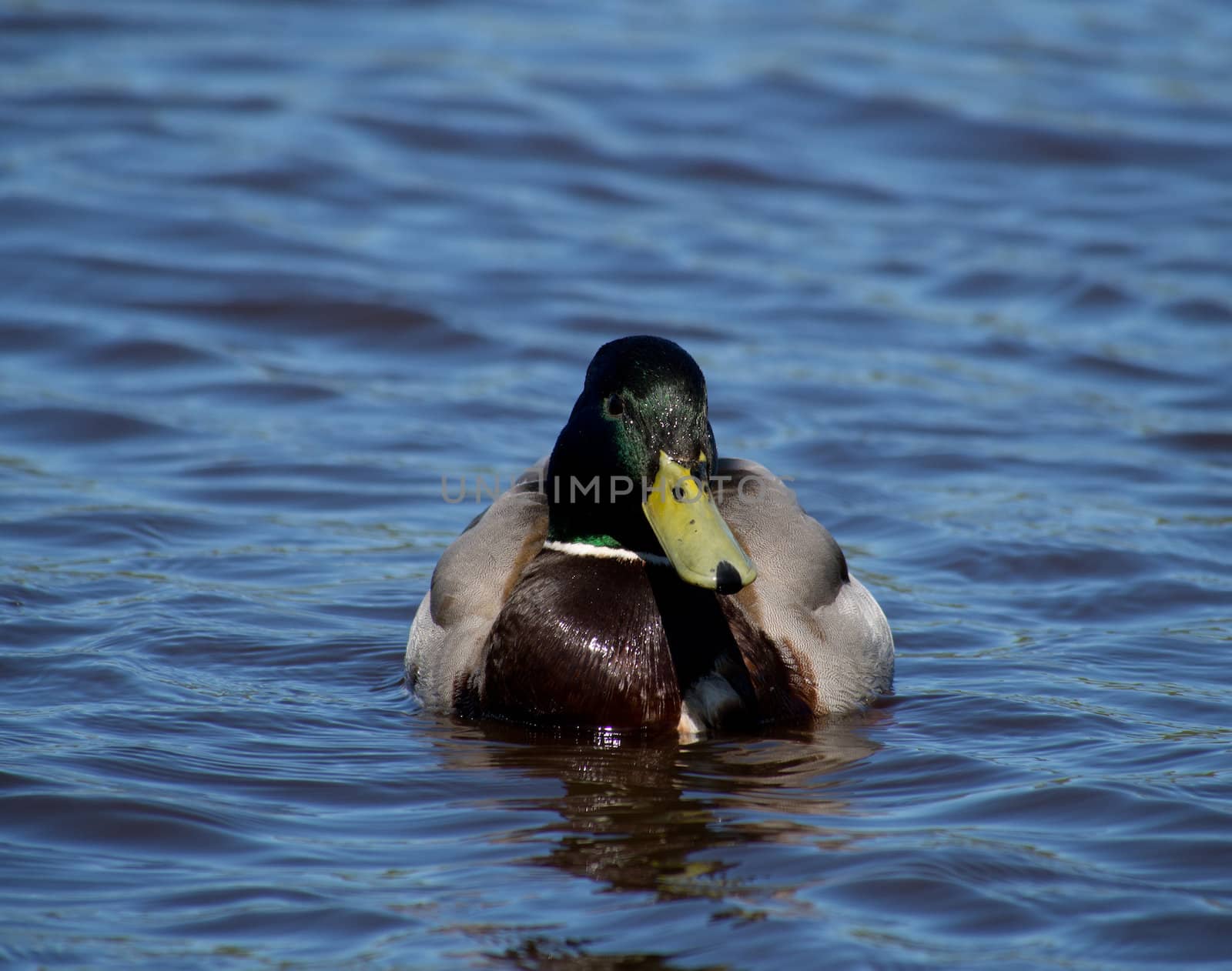 mallard duck on the lake 