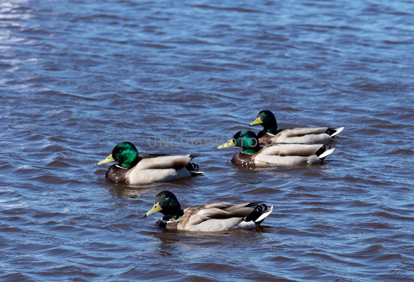 mallard duck on the lake 