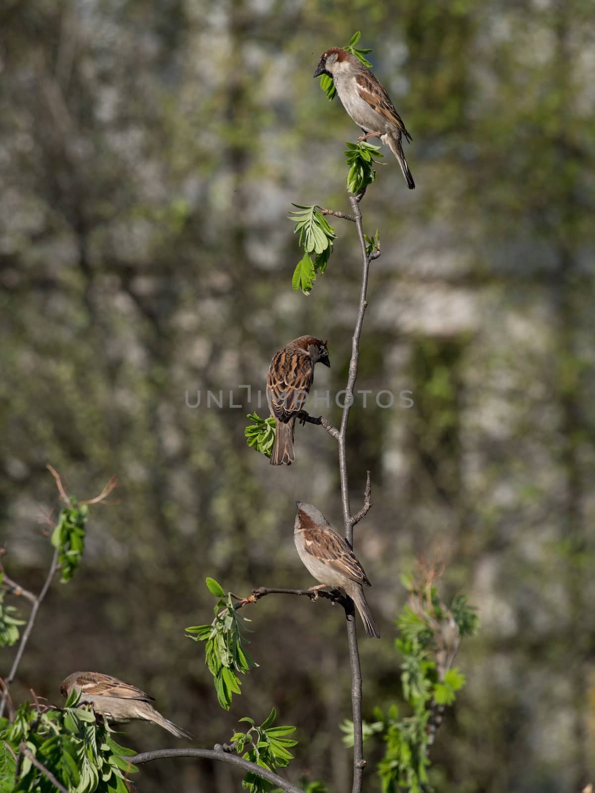 sparrows on a branch