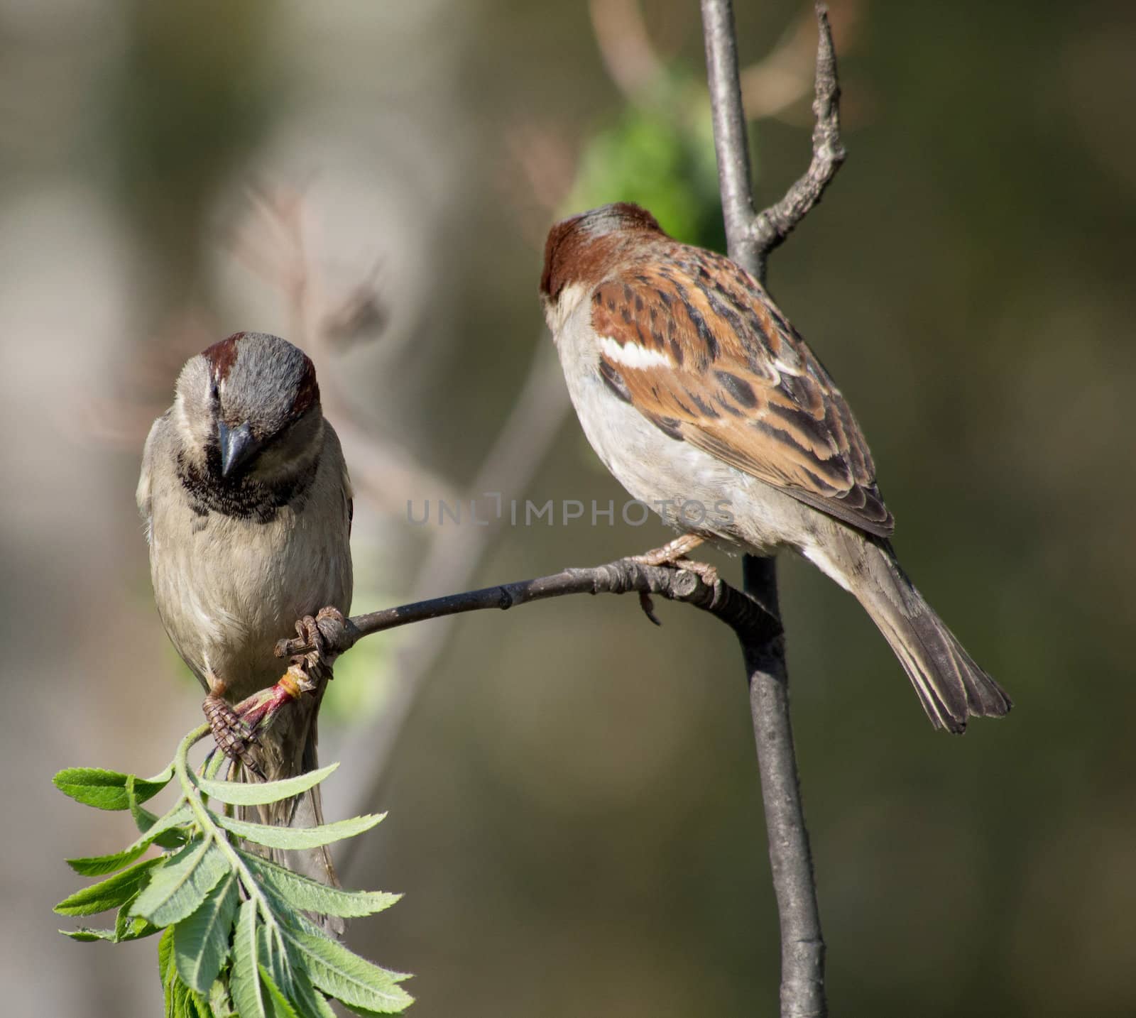 sparrows on a branch