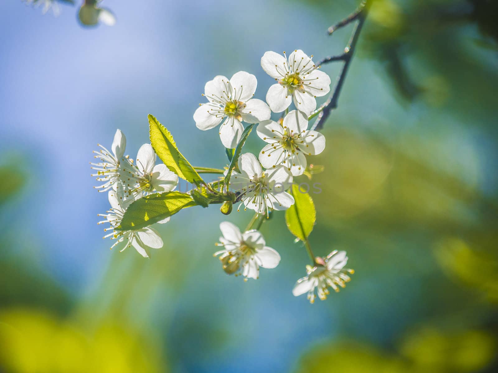 cherry blossoms