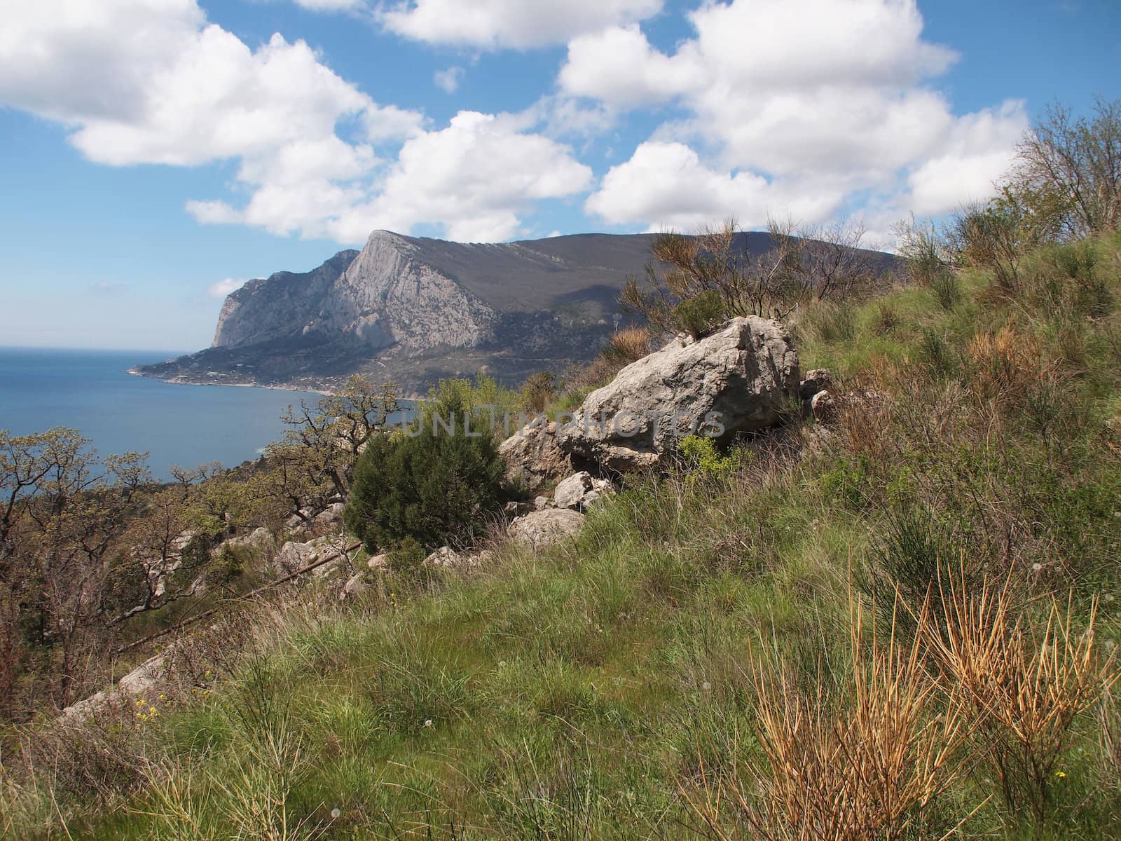 trees, sky and rock 