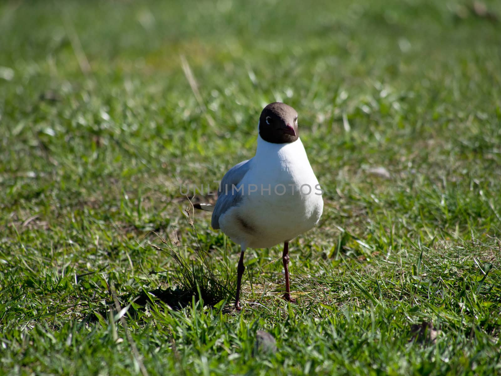 Seagull on the grass by Enskanto