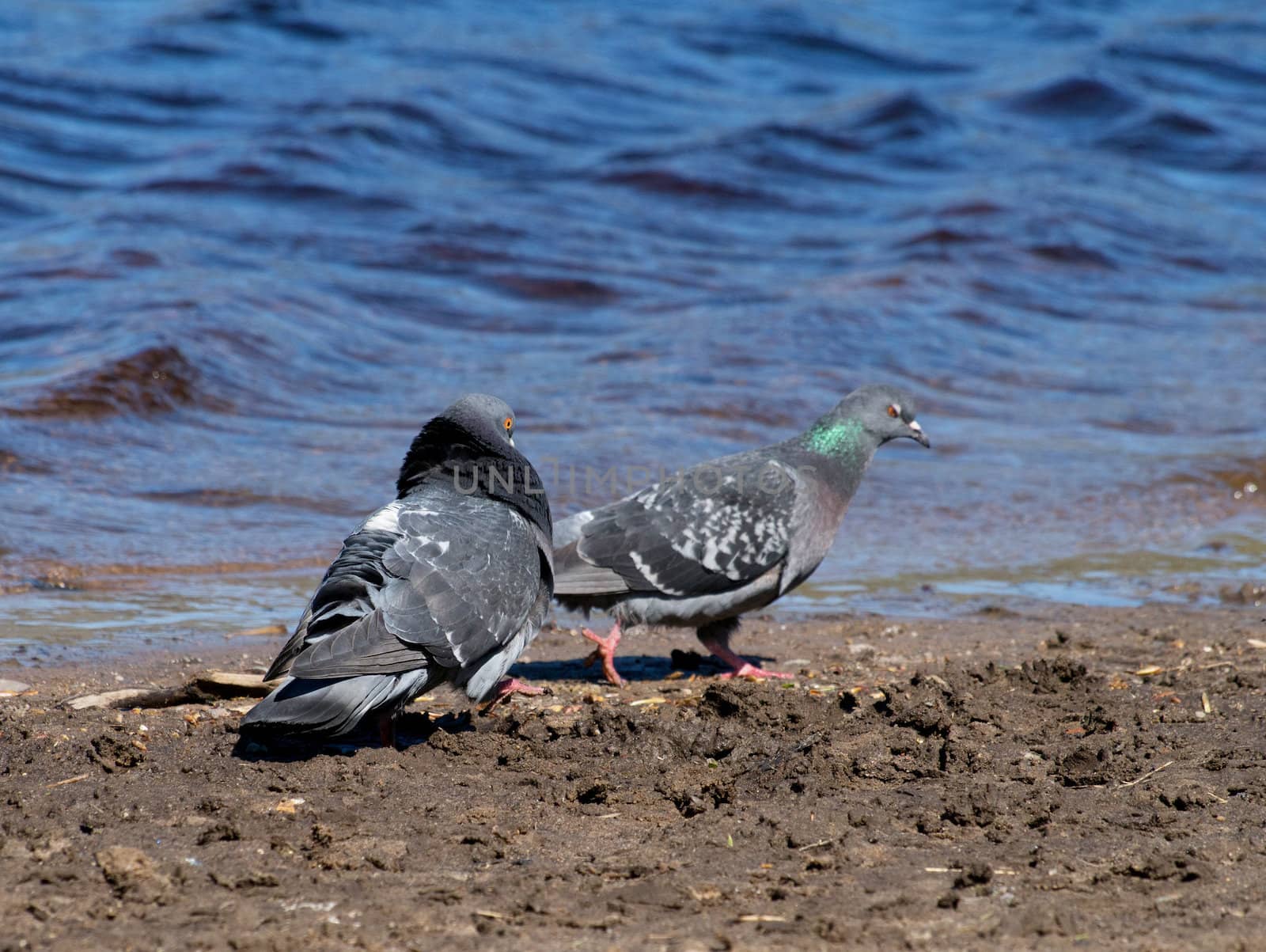 Pigeons on the lake