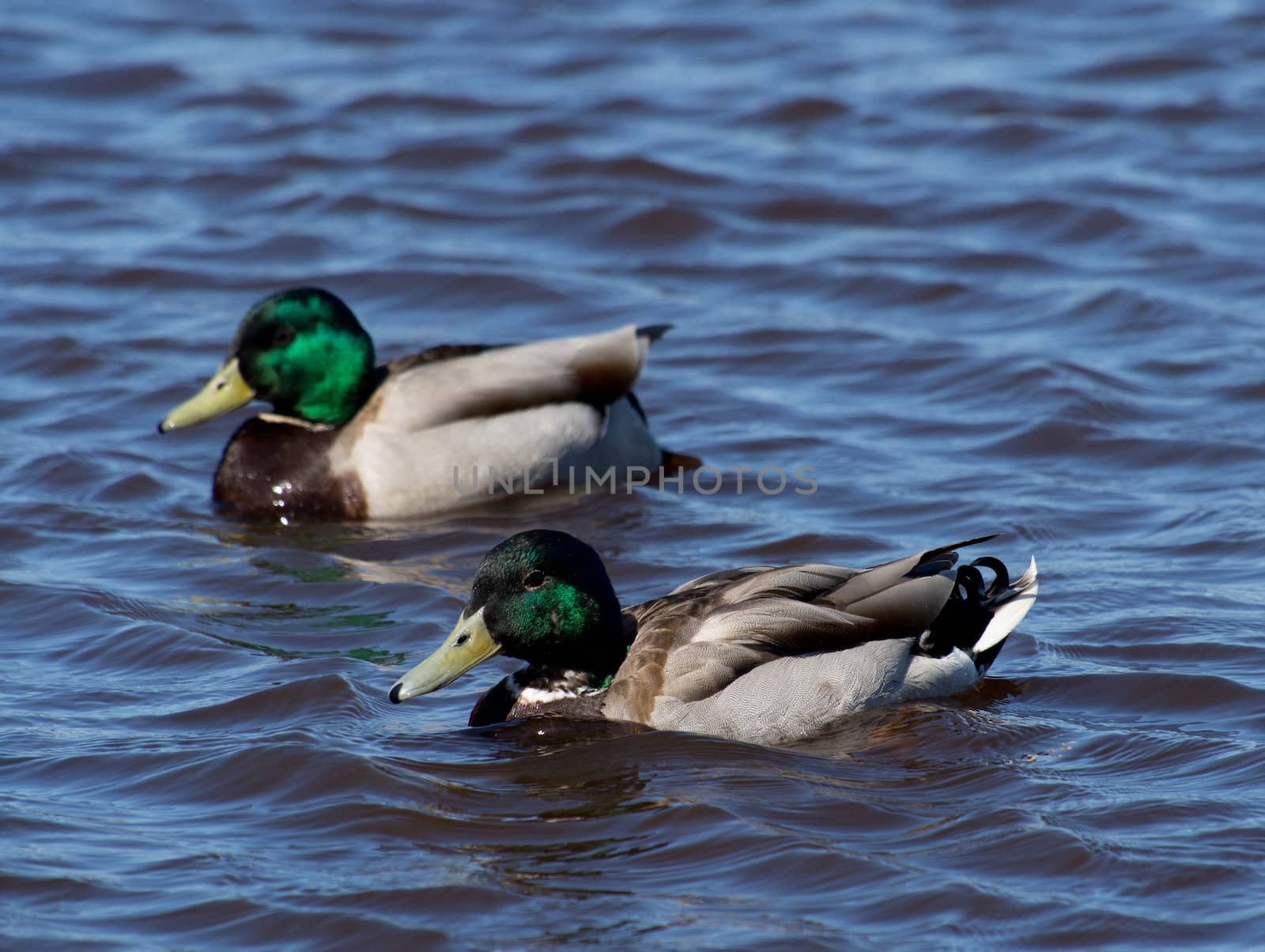 mallard duck on the lake 