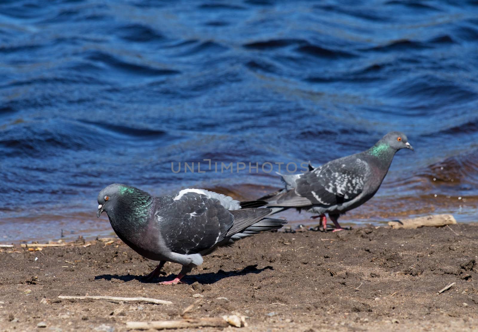Pigeons on the lake