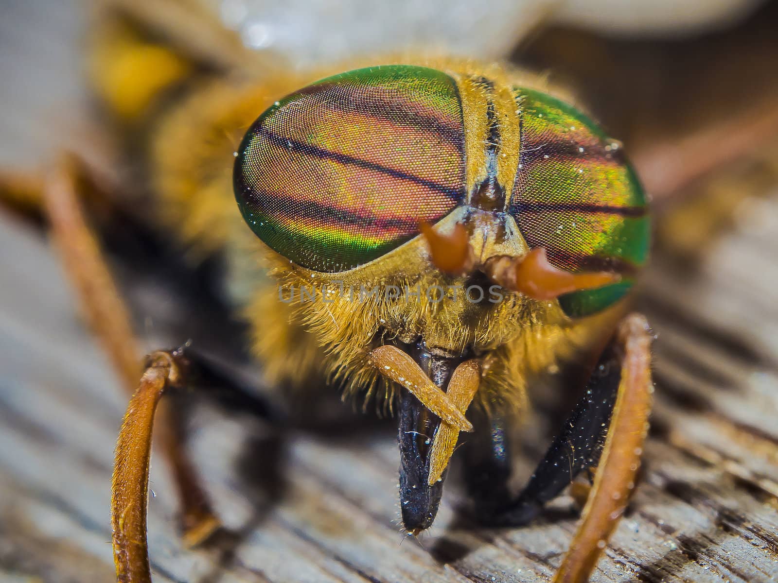 eyes gadfly