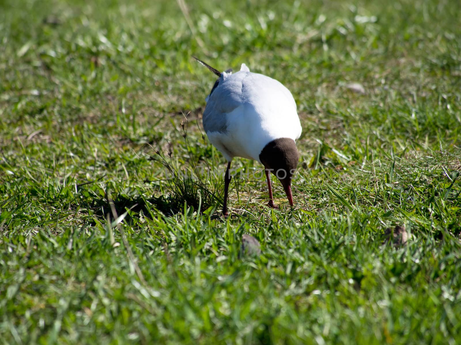 Seagull on the grass