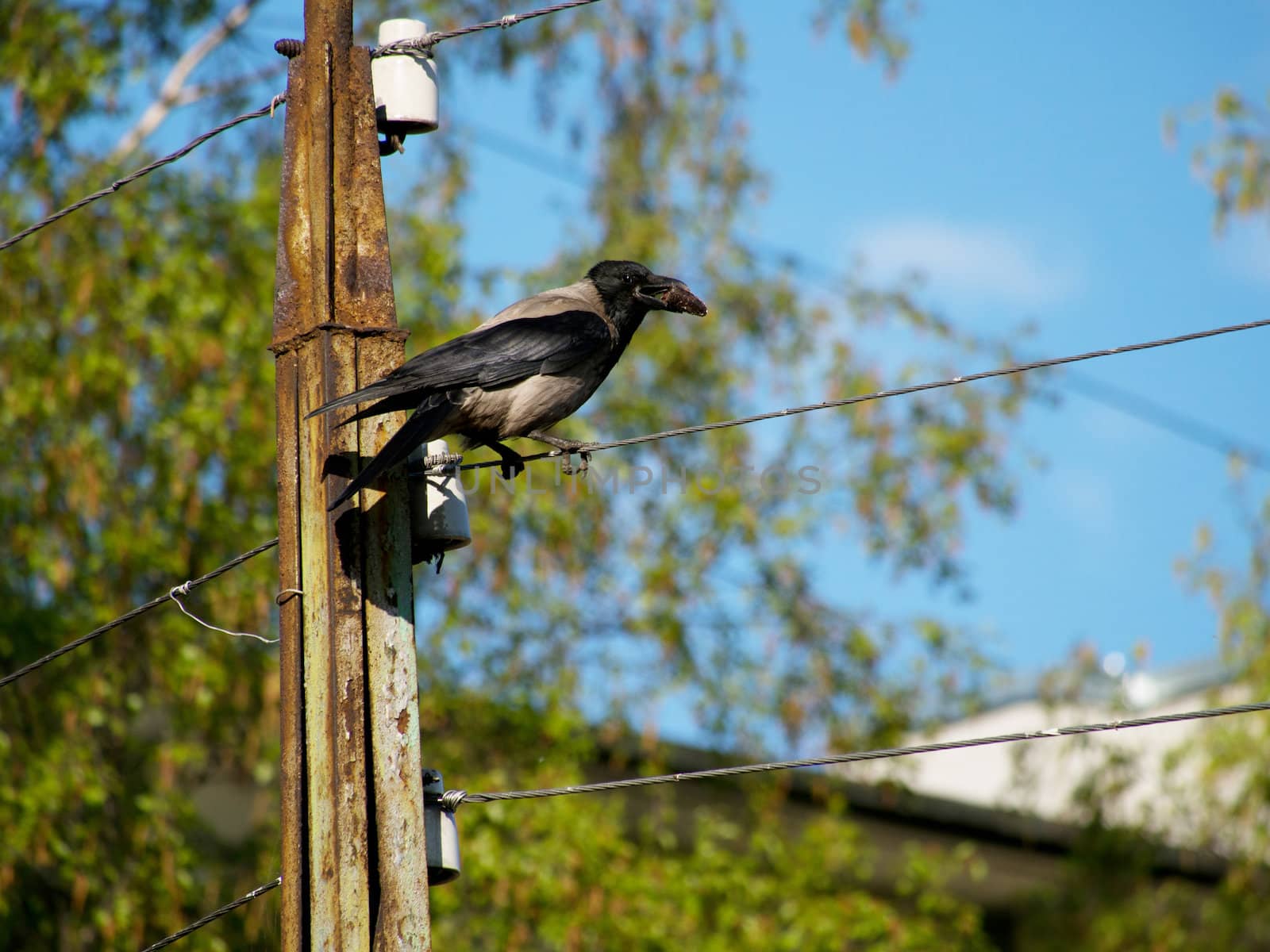 crow on a wire
