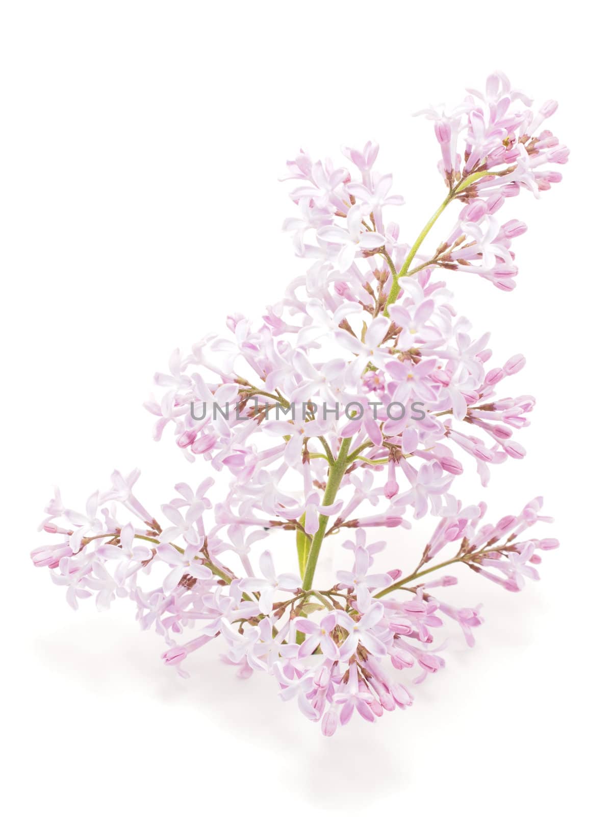 Lilac flower on a white background