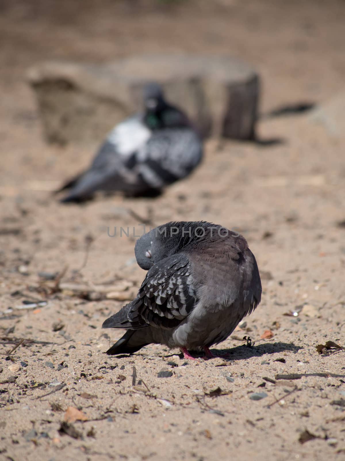Pigeons on the lake