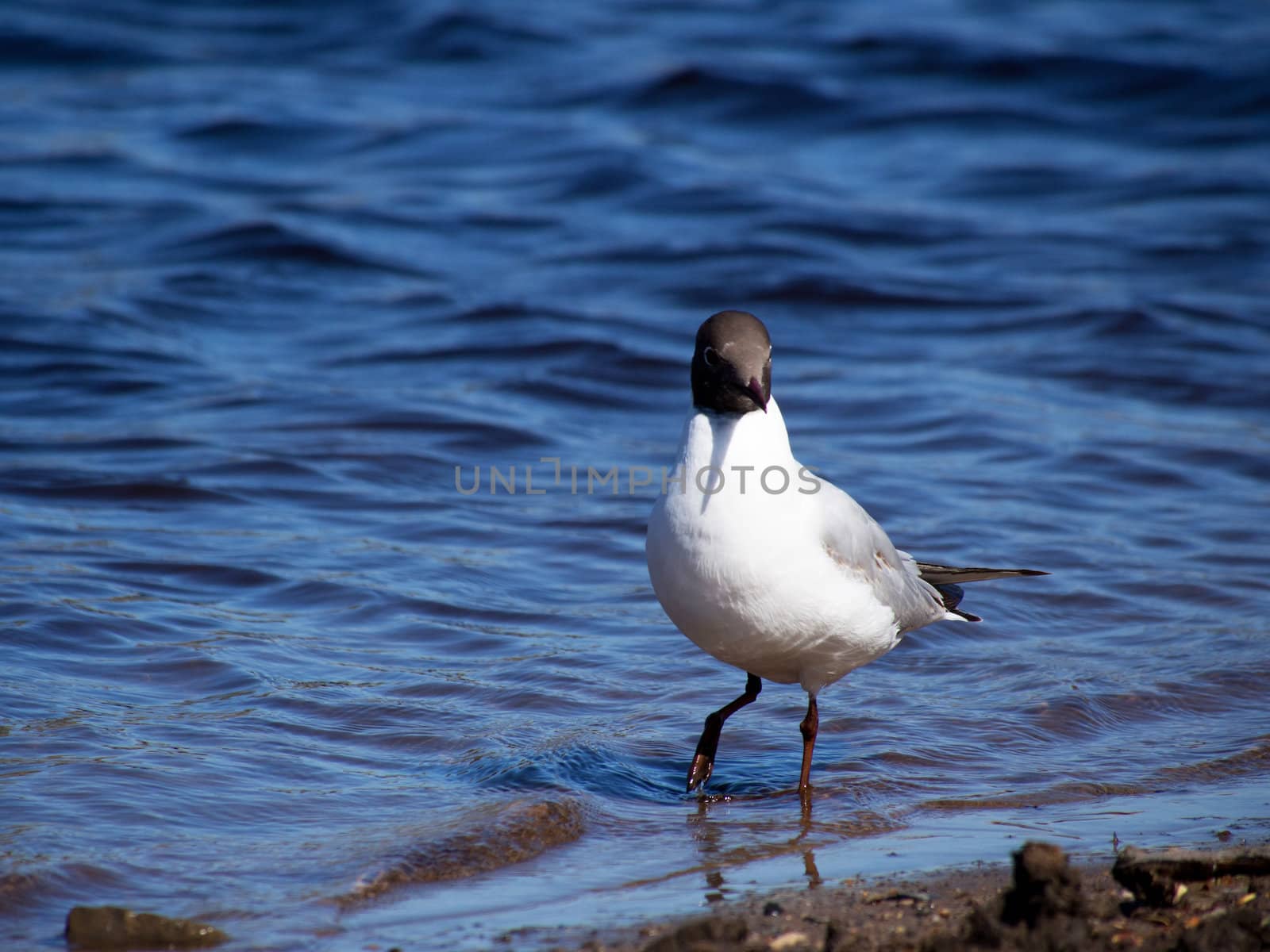 Seagull in the water