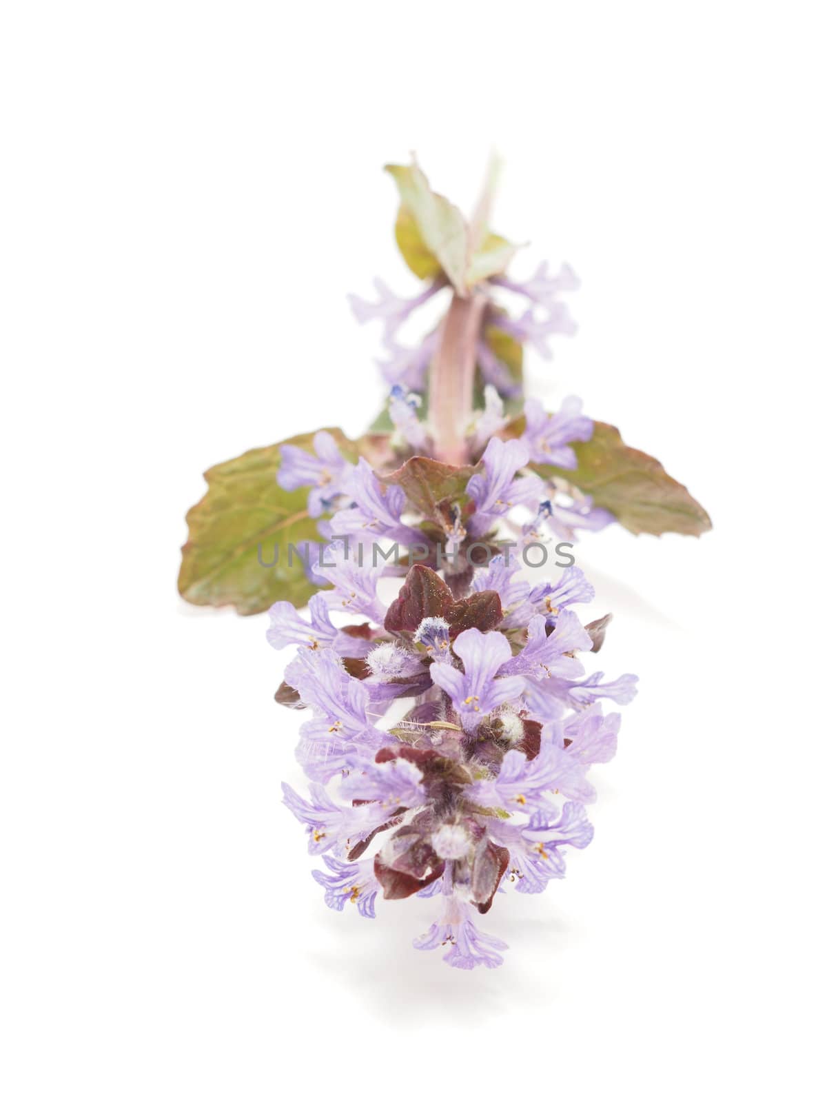 Ajuga Flower on a white background