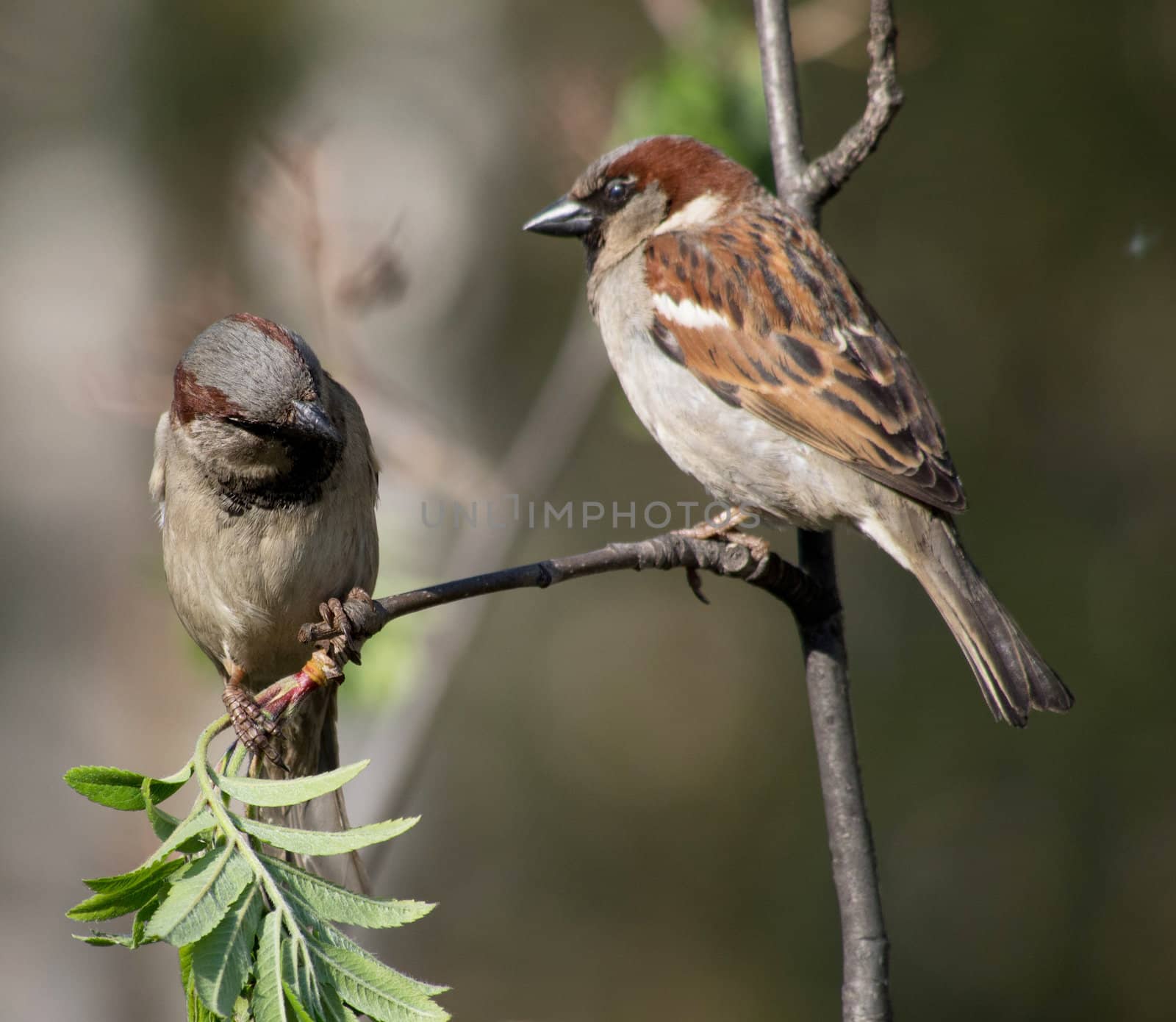 sparrows on a branch